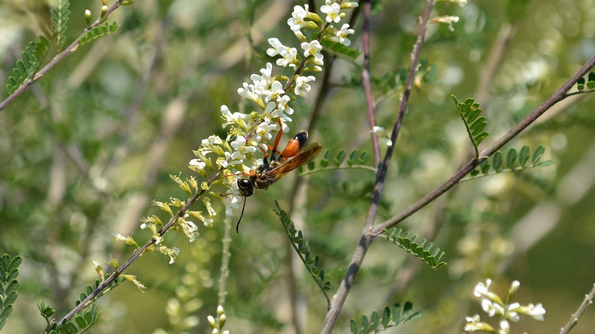 Plant This, Not That: Native Alternatives to Nandina, Bradford Pear, Vitex, Chinese Privet & Other Invasive Plants in North Texas