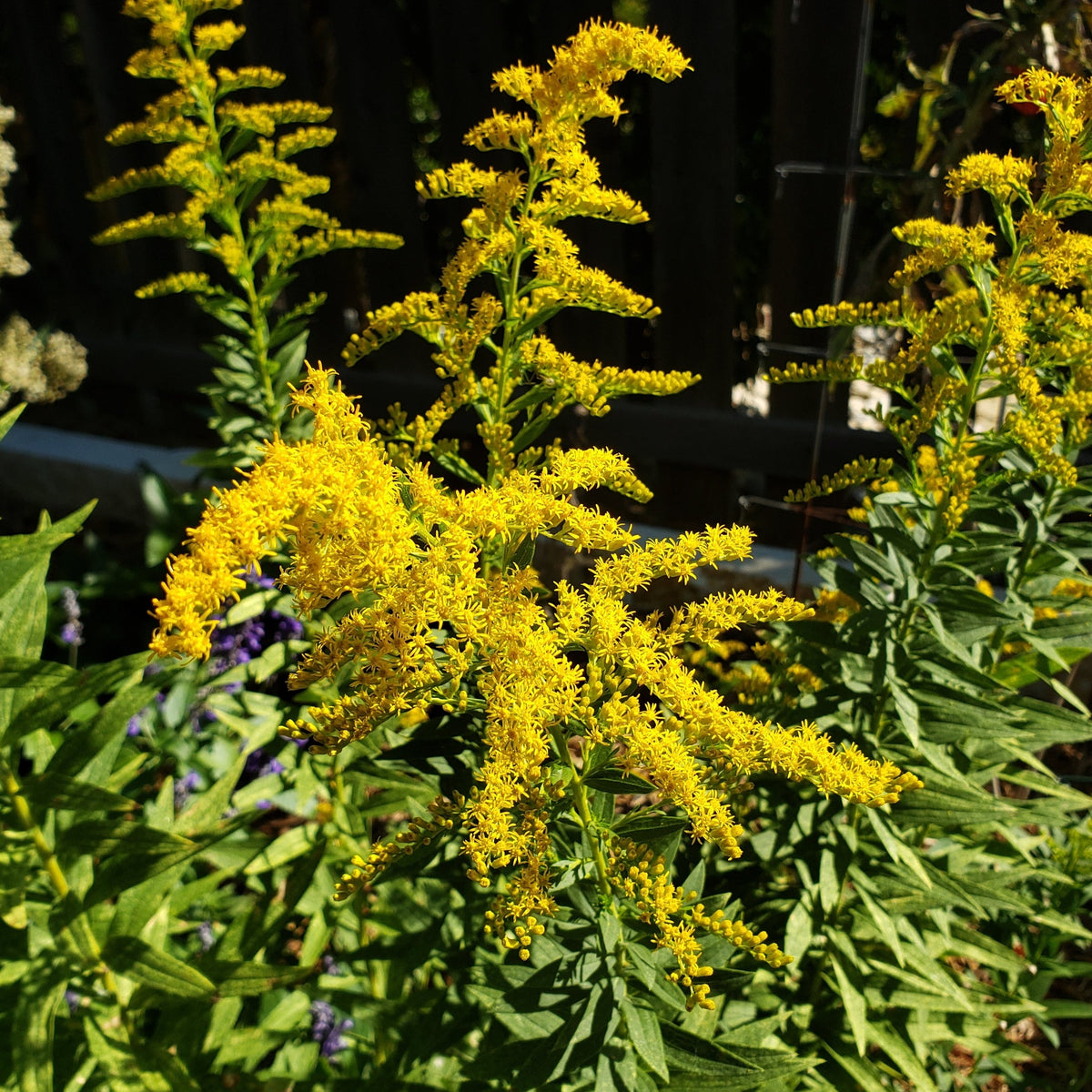 Tall Goldenrod Solidago altissima