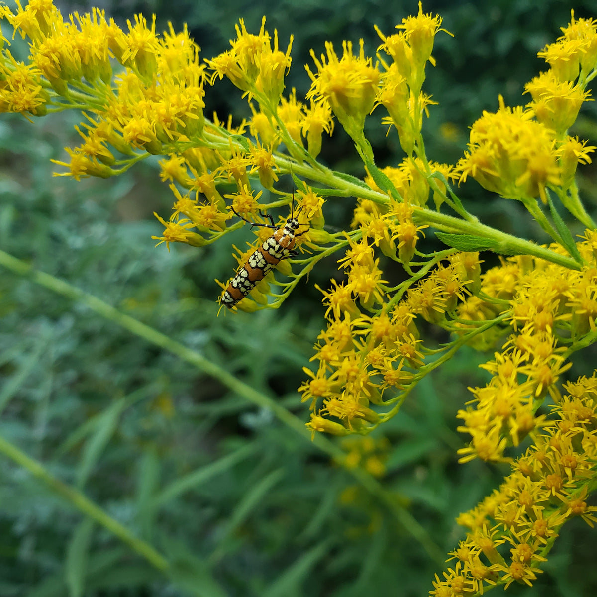 Solidago altissima (Tall Goldenrod)
