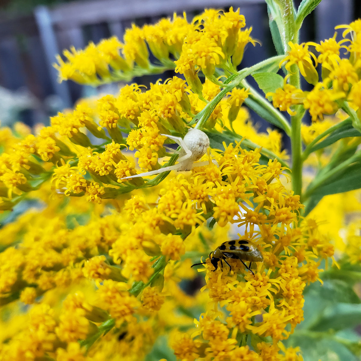 Solidago altissima (Tall Goldenrod)