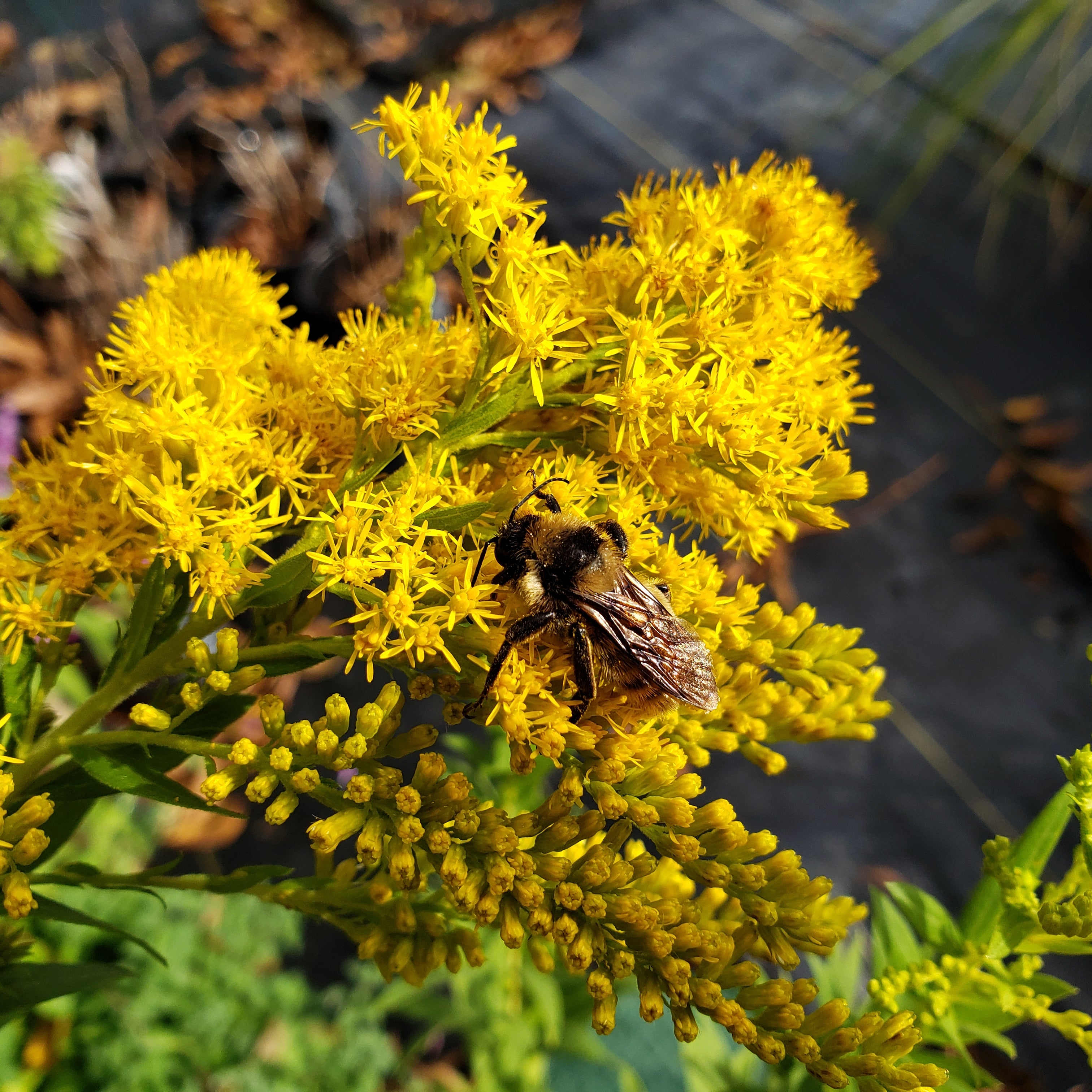 Solidago altissima (Tall Goldenrod)