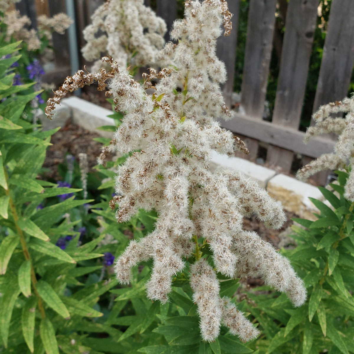 Solidago altissima (Tall Goldenrod)