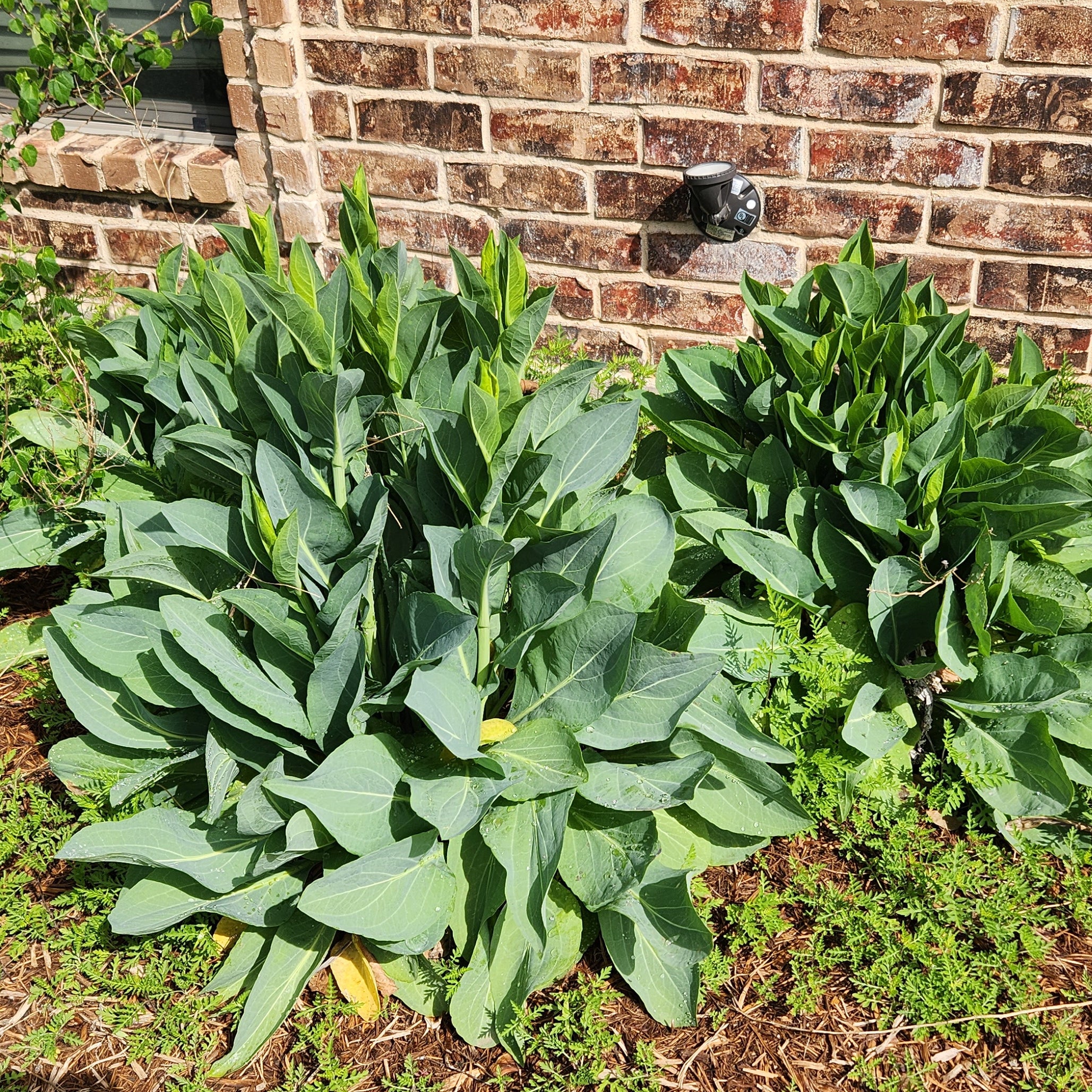 Rudbeckia maxima (Giant Coneflower)