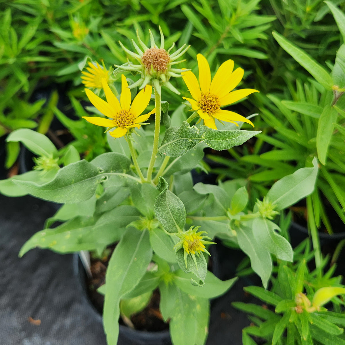 Helianthus maximiliani (Maximilian Sunflower)