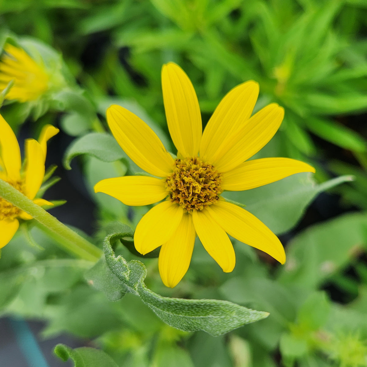 Helianthus maximiliani (Maximilian Sunflower)