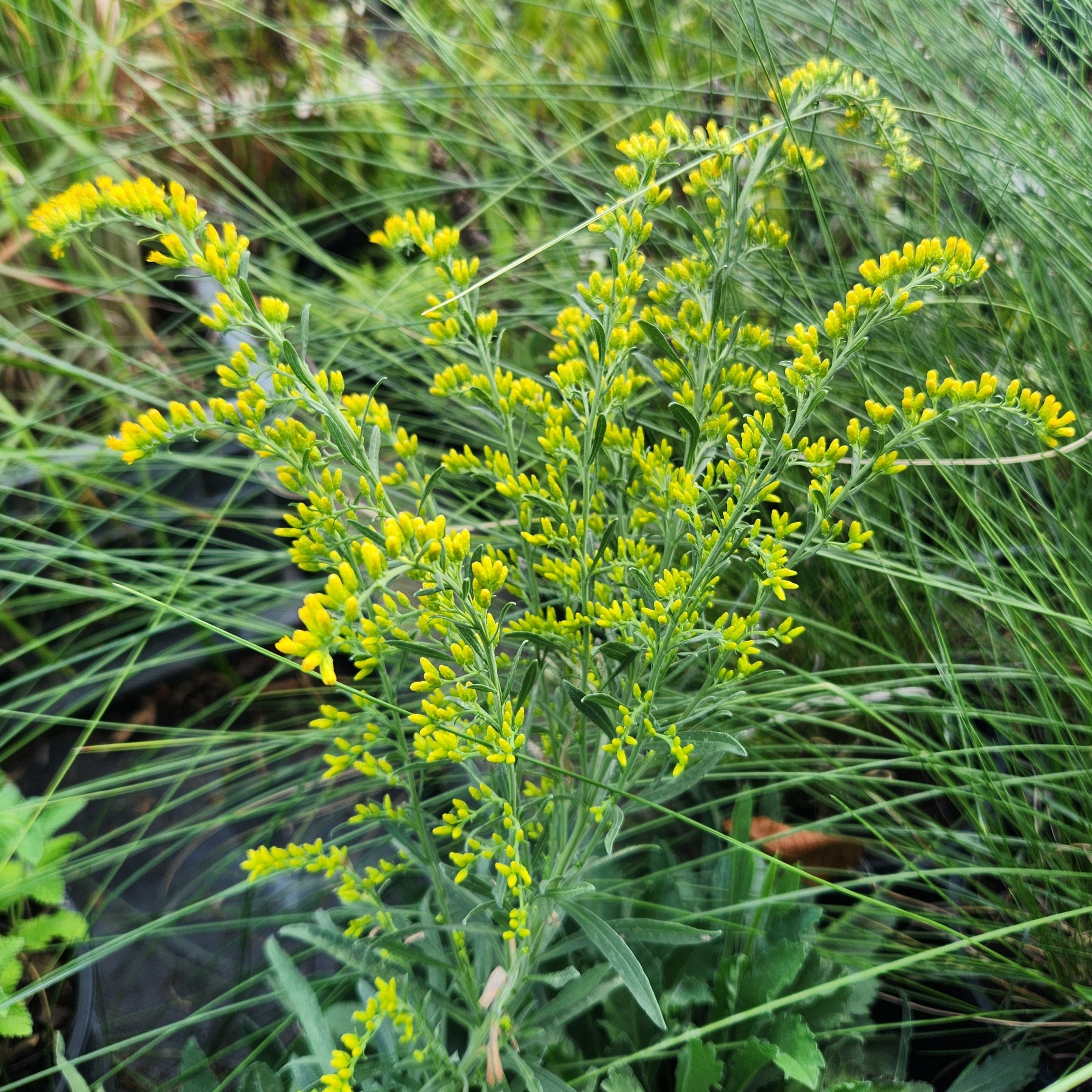 Solidago nemoralis (Gray Goldenrod)