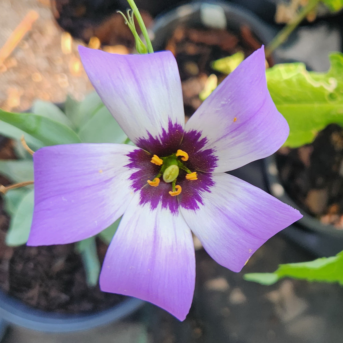 Eustoma exaltatum ssp. russellianum (Texas Bluebells)