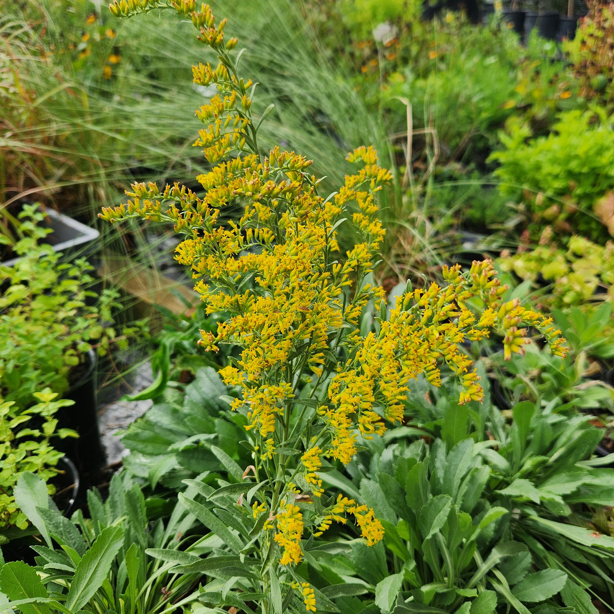 Solidago nemoralis (Gray Goldenrod)