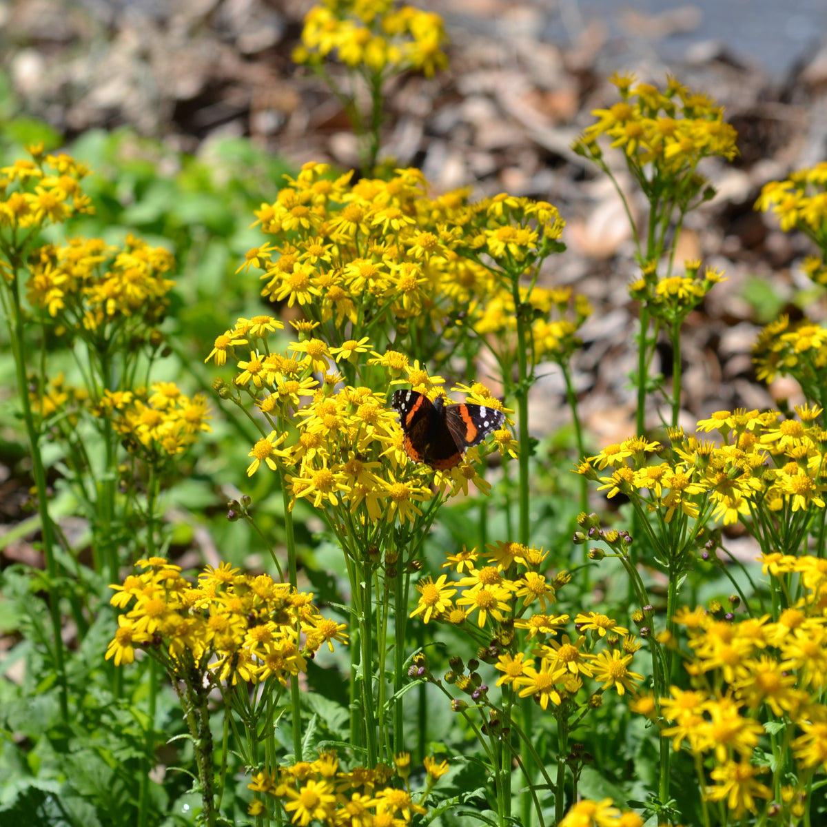 Packera obovata (Golden Groundsel)