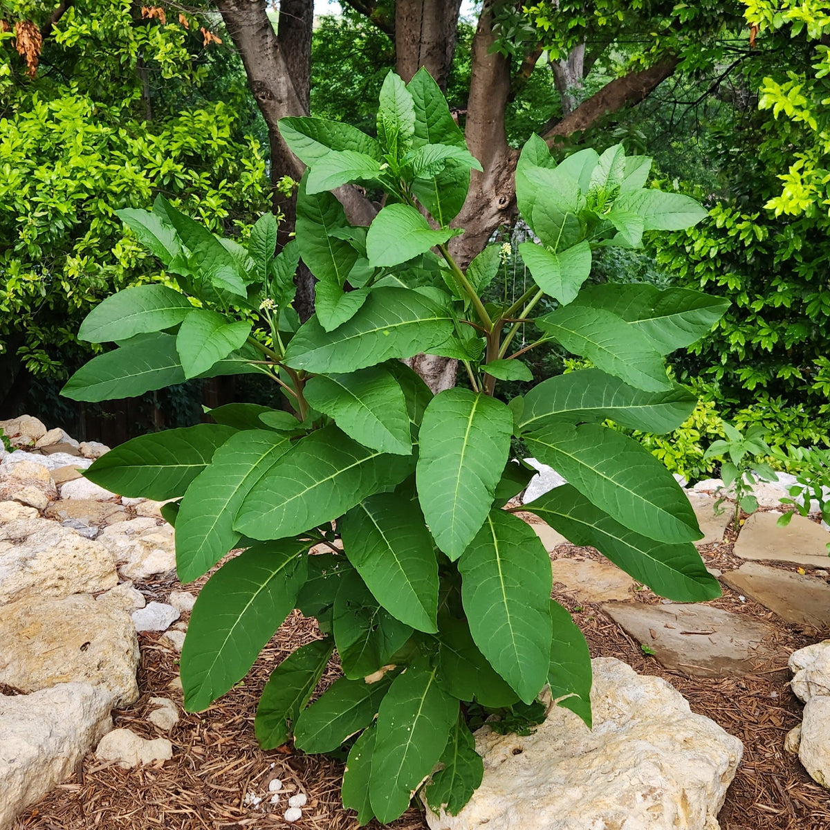Phytolacca americana (Pokeweed)