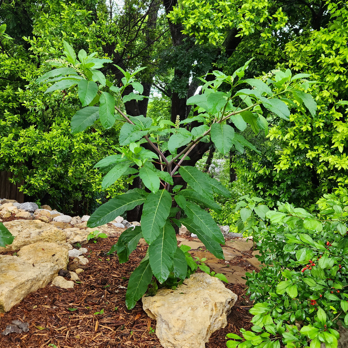 Phytolacca americana (Pokeweed)