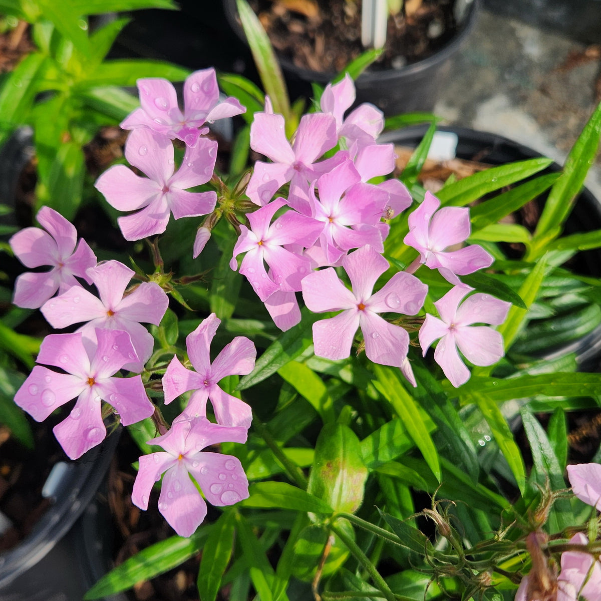 Phlox pilosa (Prairie Phlox)