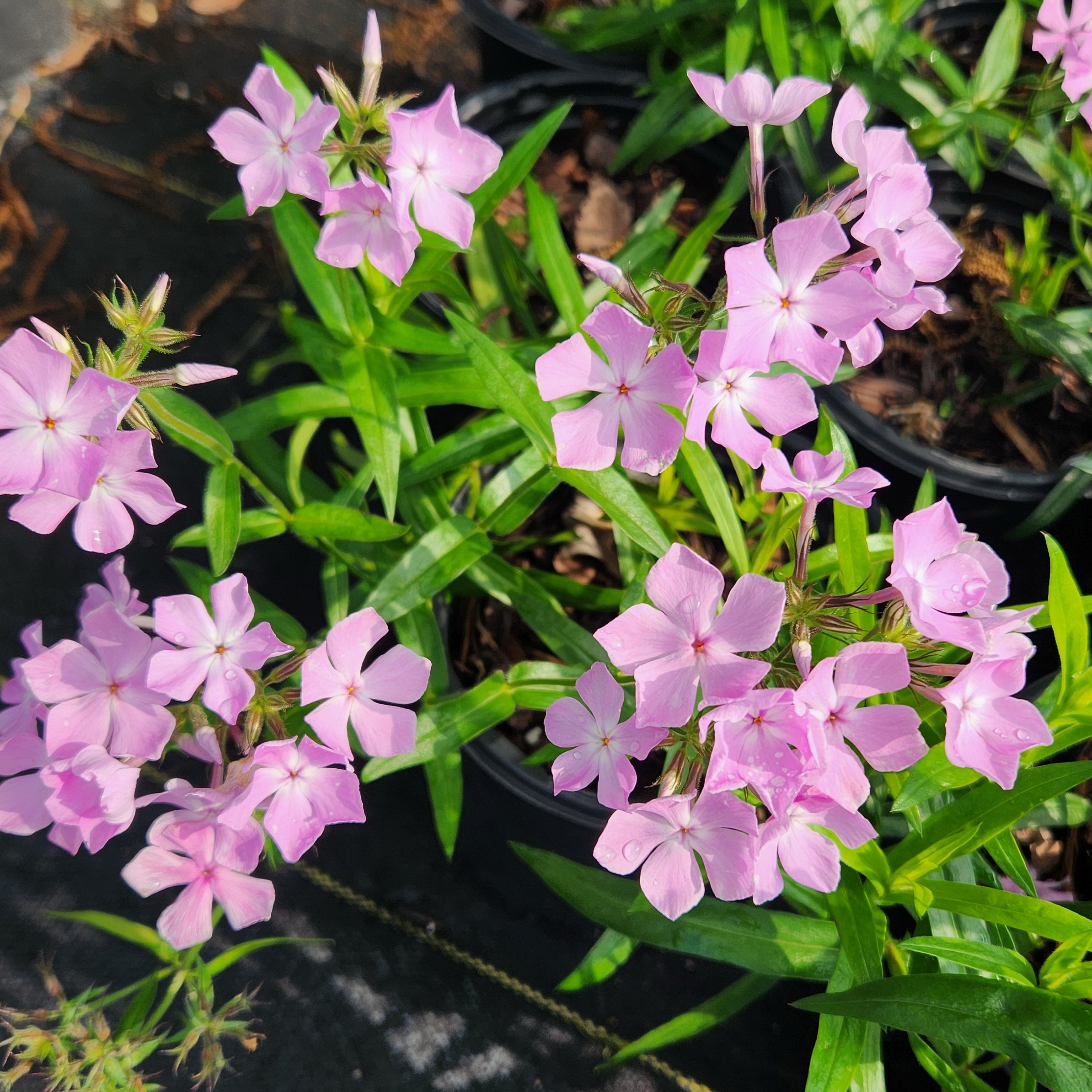 Phlox pilosa (Prairie Phlox)