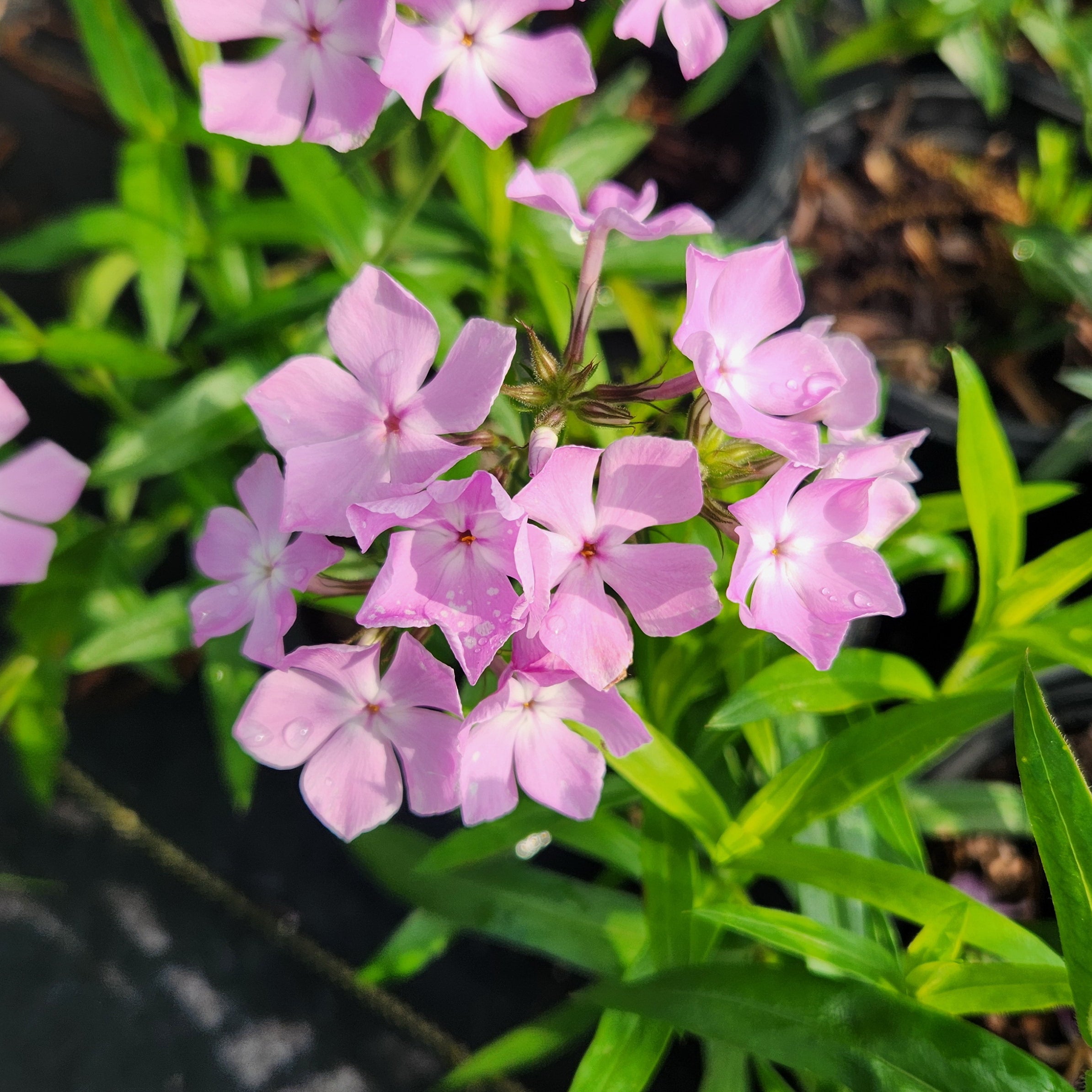 Phlox pilosa (Prairie Phlox)