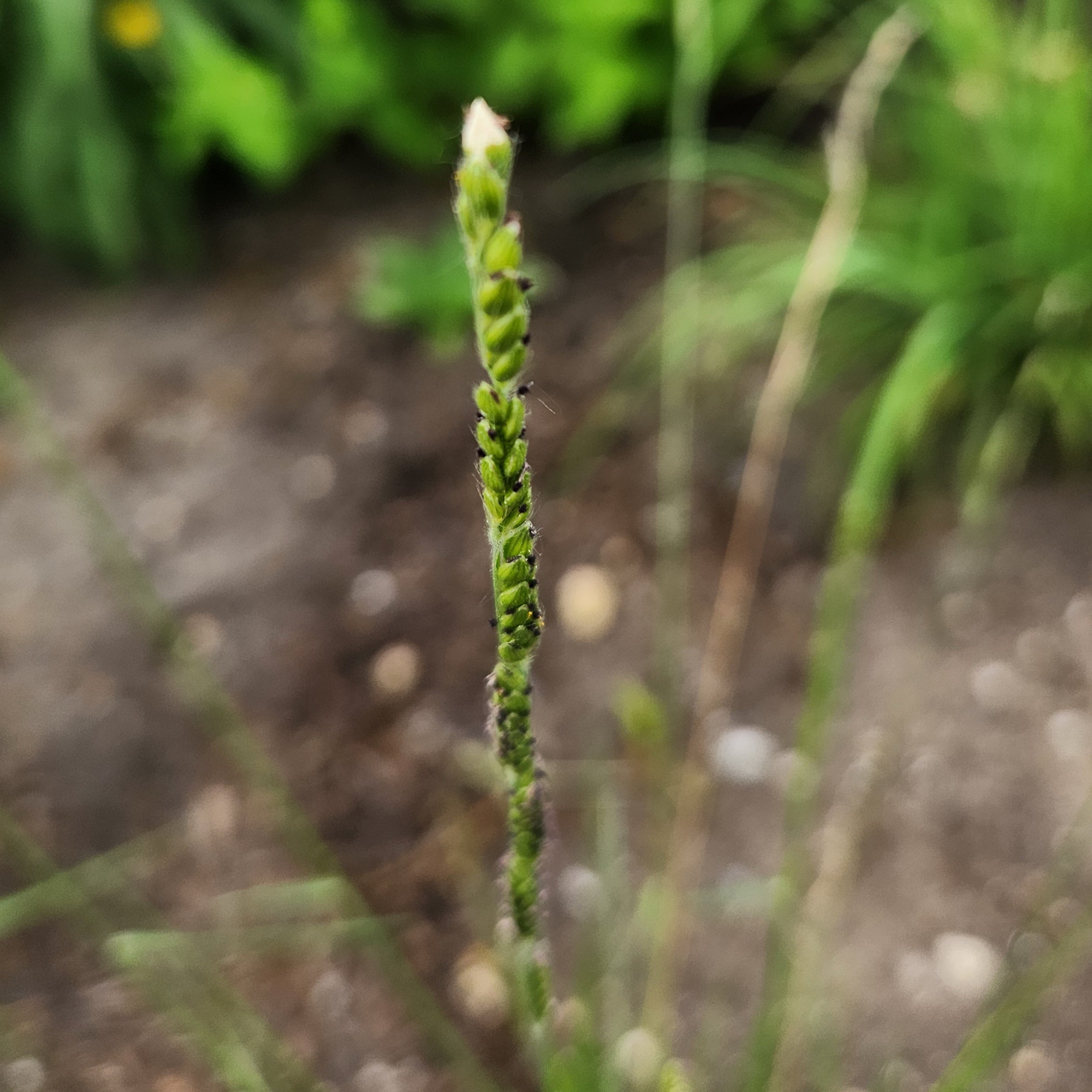 Eriochloa sericea (Texas Cupgrass)