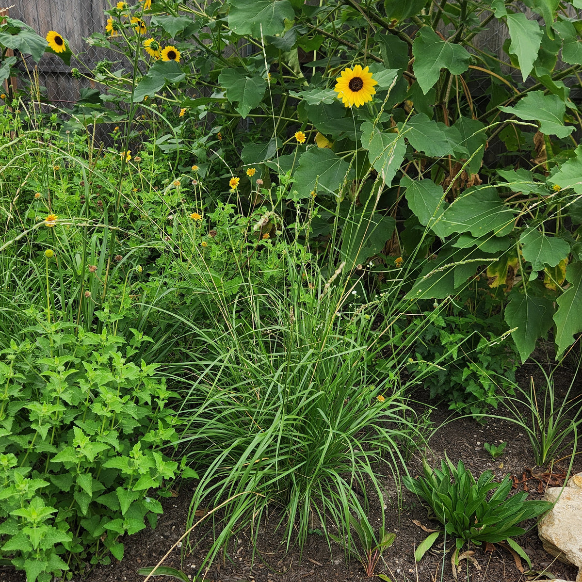 Eriochloa sericea (Texas Cupgrass)