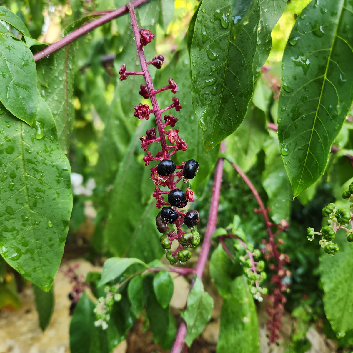 Phytolacca americana (Pokeweed)
