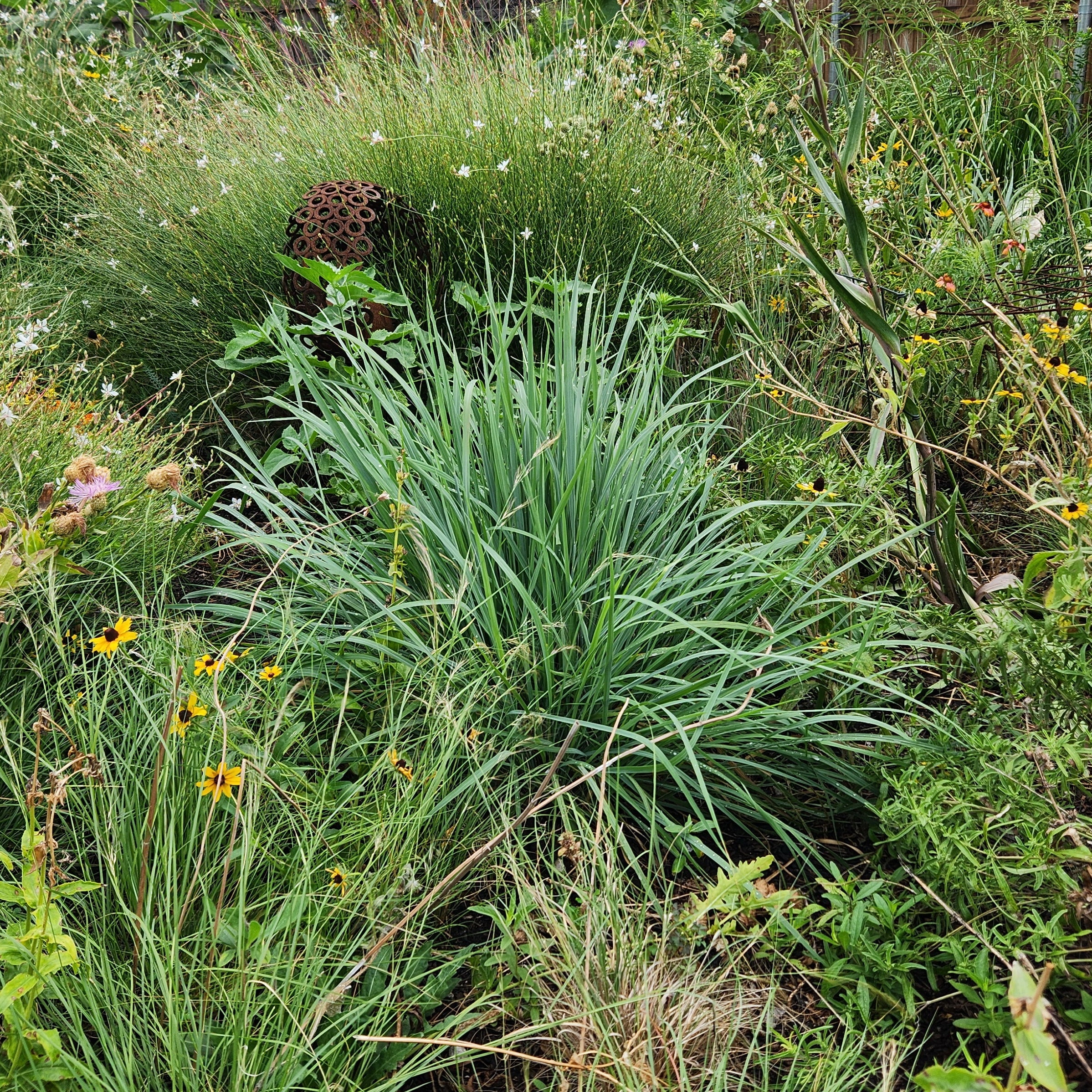 Sorghastrum nutans (Indiangrass)