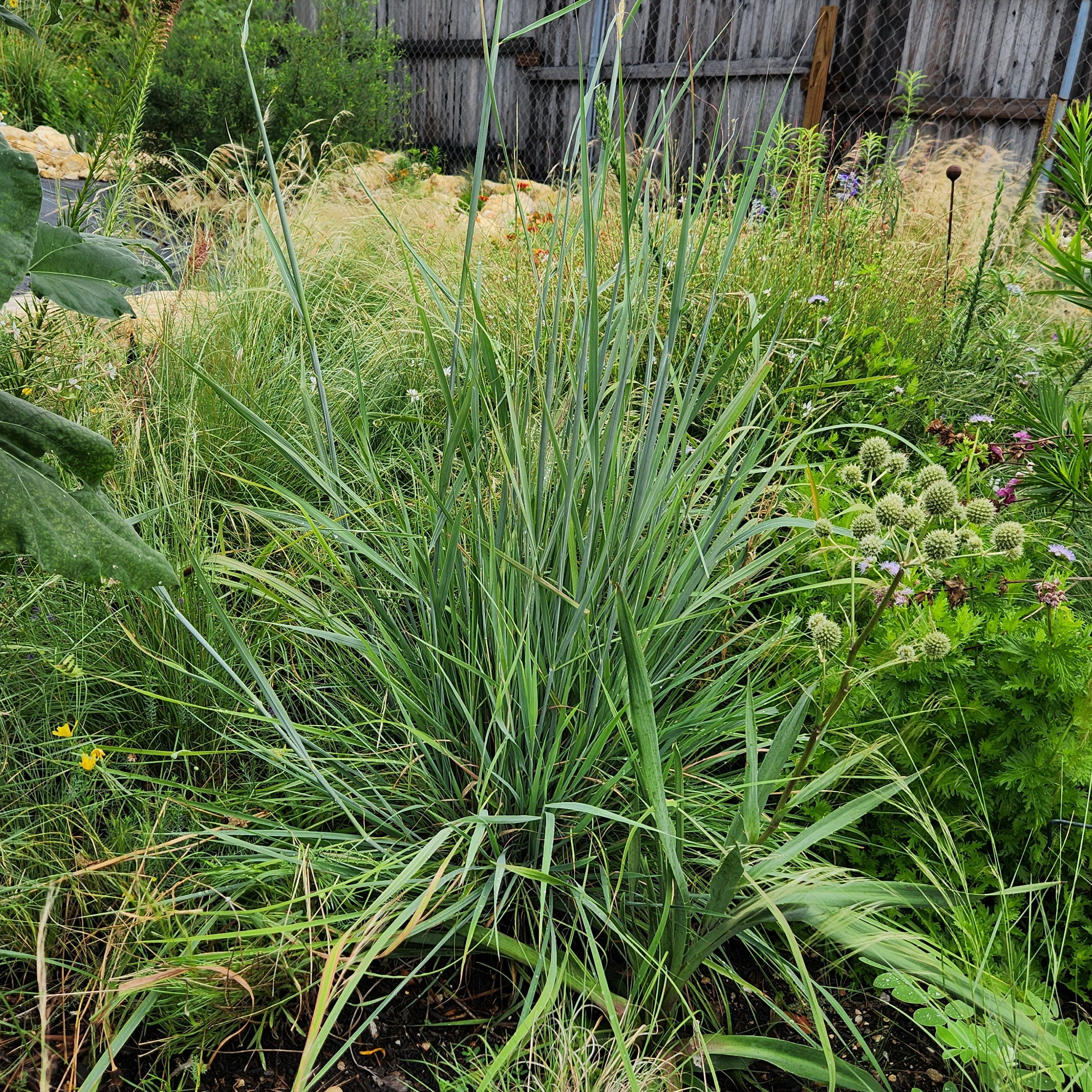 Sorghastrum nutans (Indiangrass)
