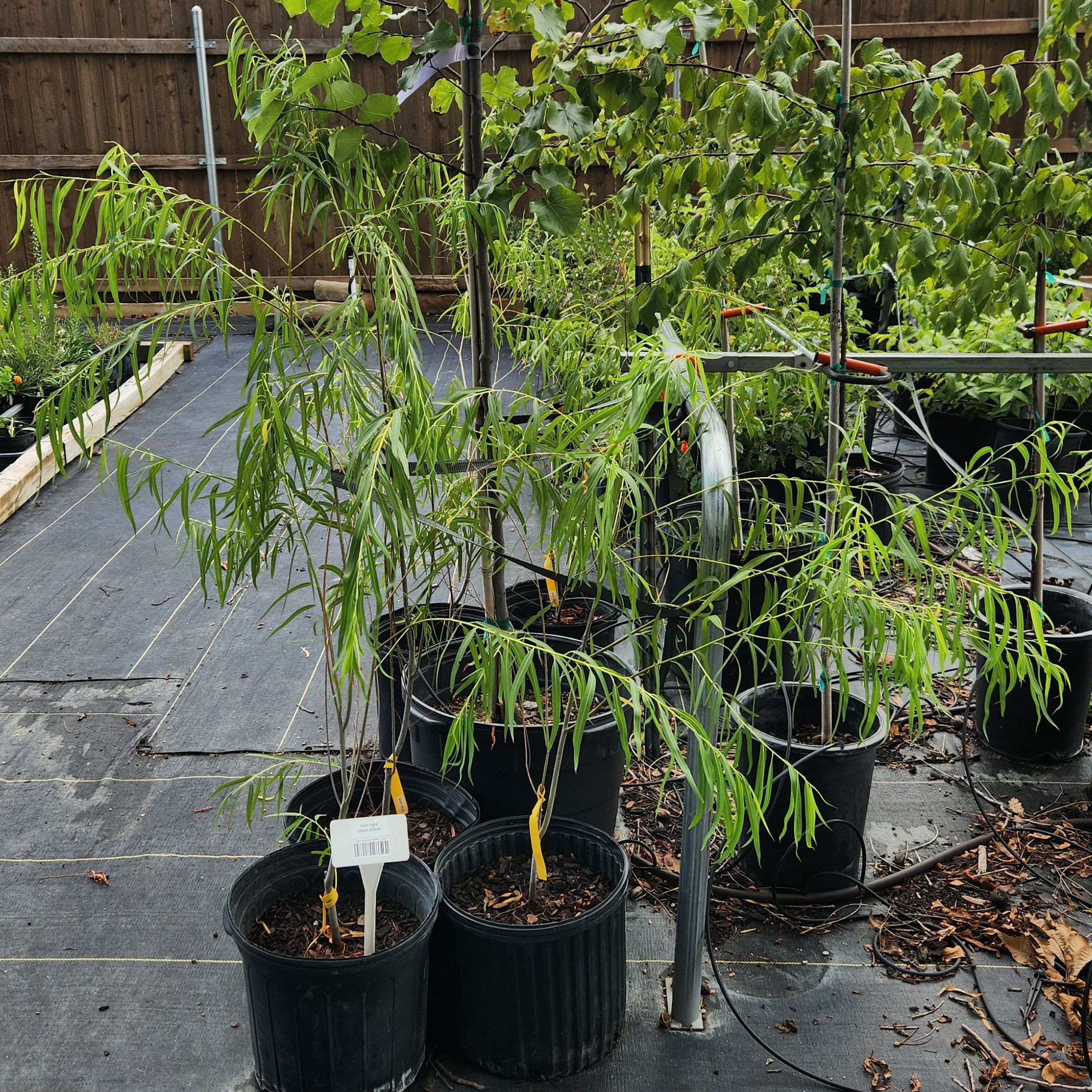 Salix nigra (Black Willow)