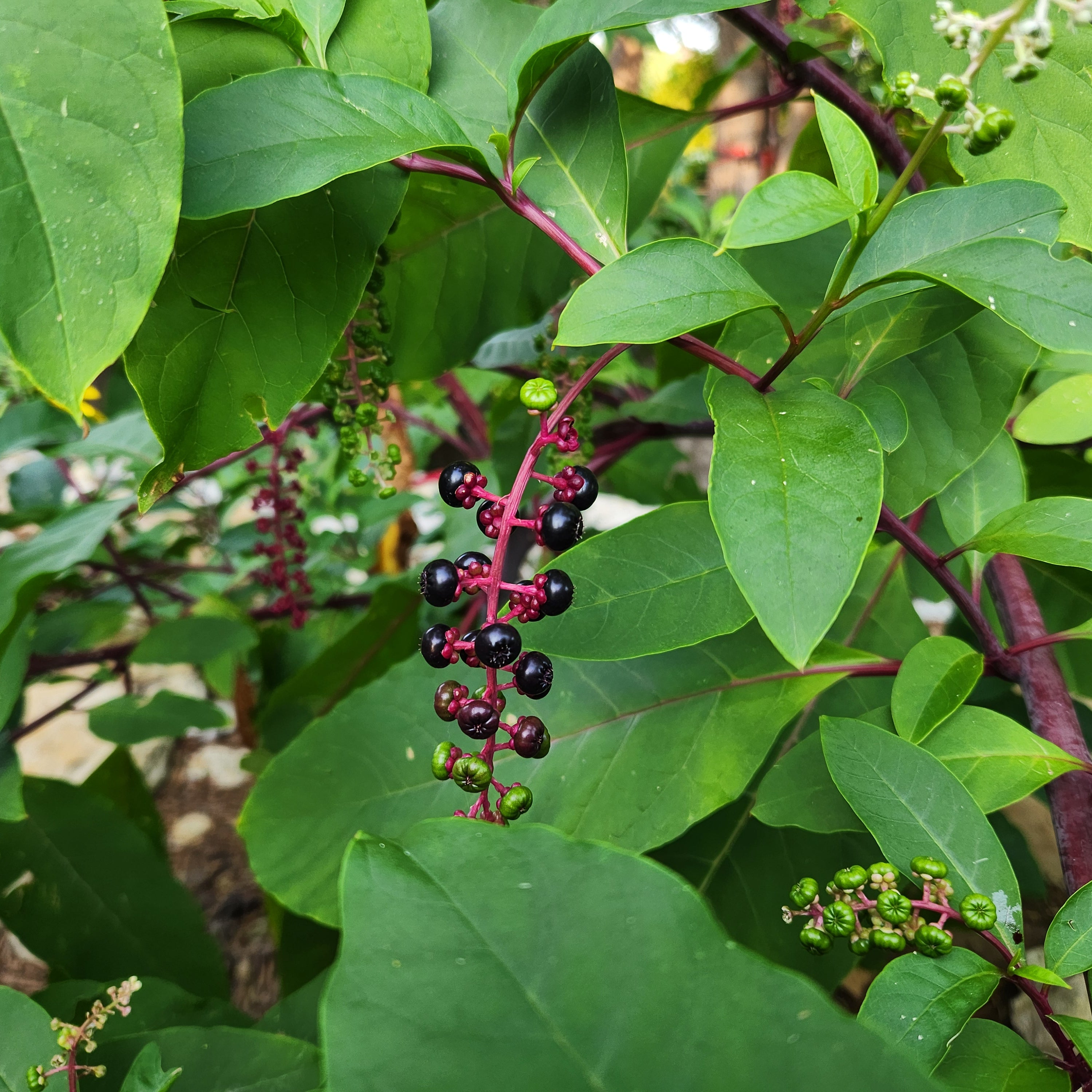 Phytolacca americana (Pokeweed)