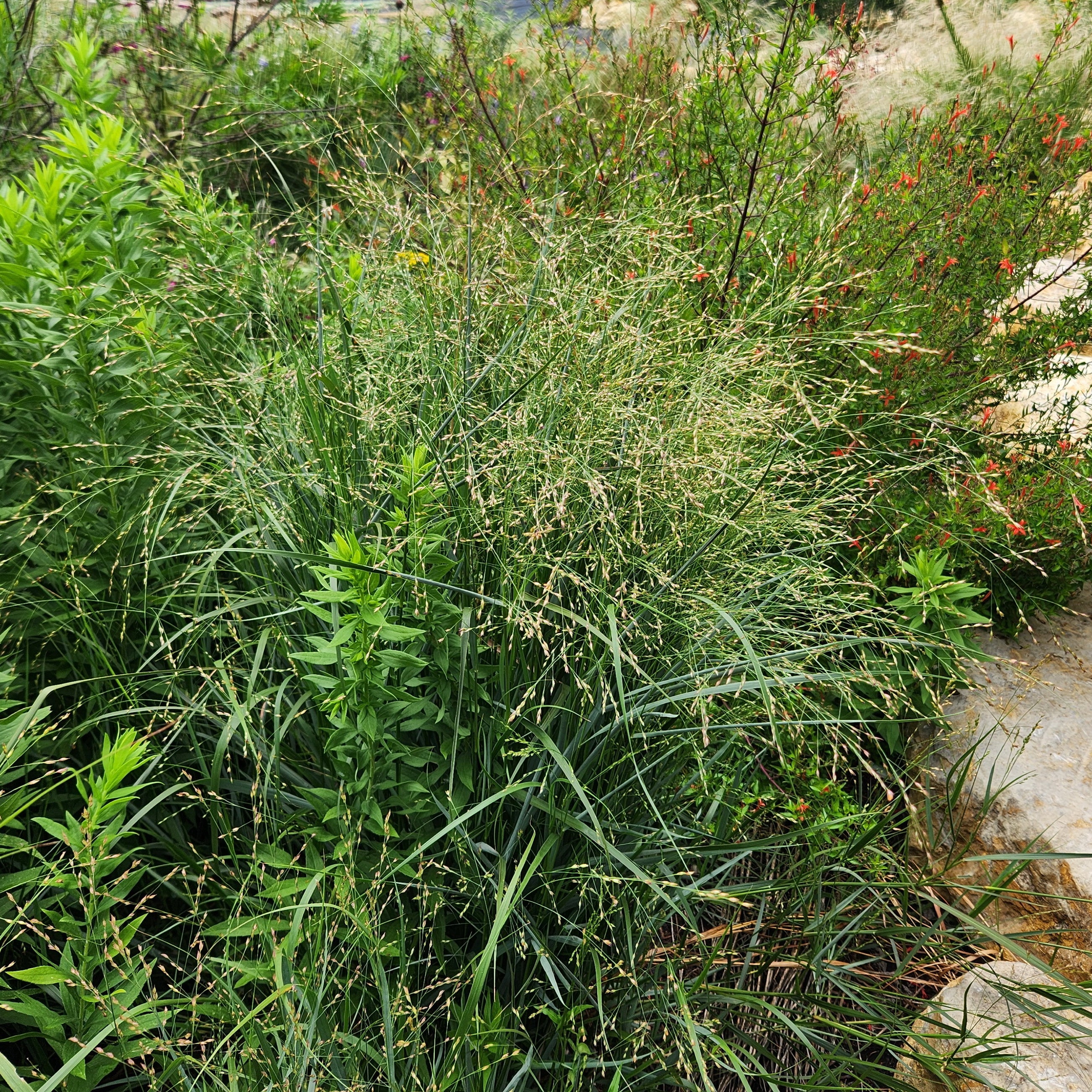 Panicum virgatum (Switchgrass)
