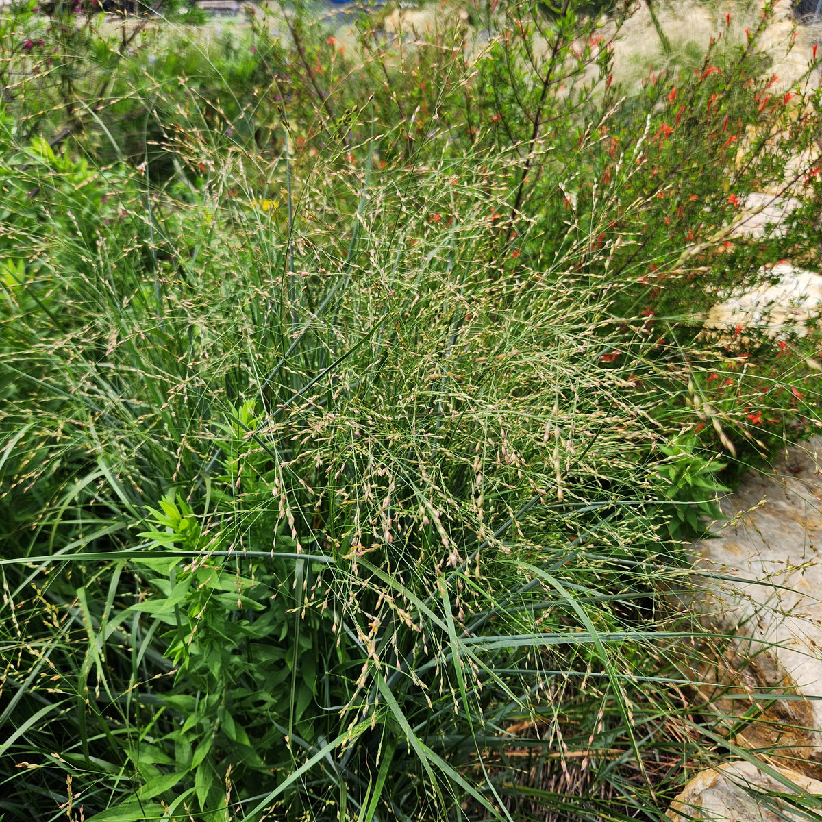Panicum virgatum (Switchgrass)