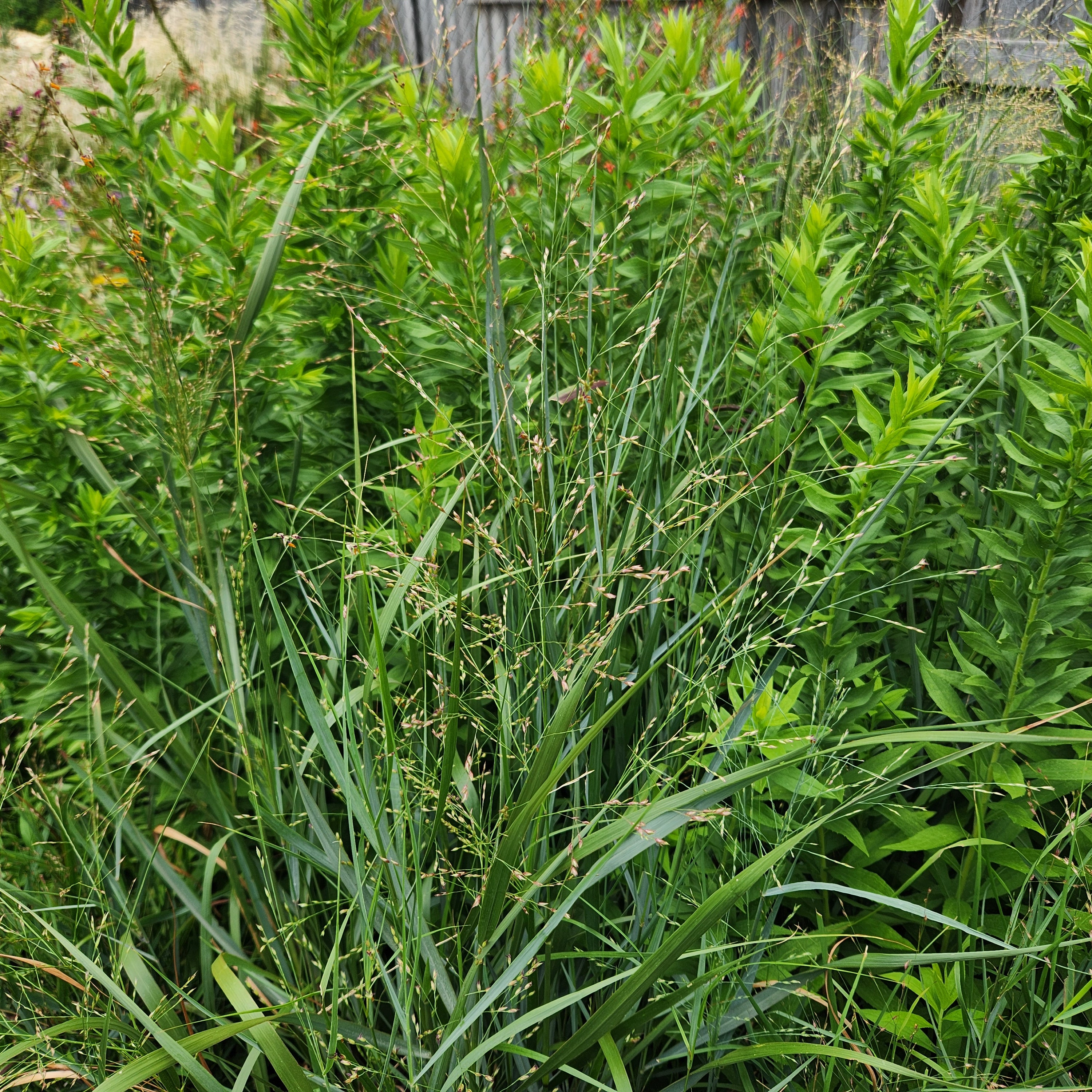 Panicum virgatum (Switchgrass)