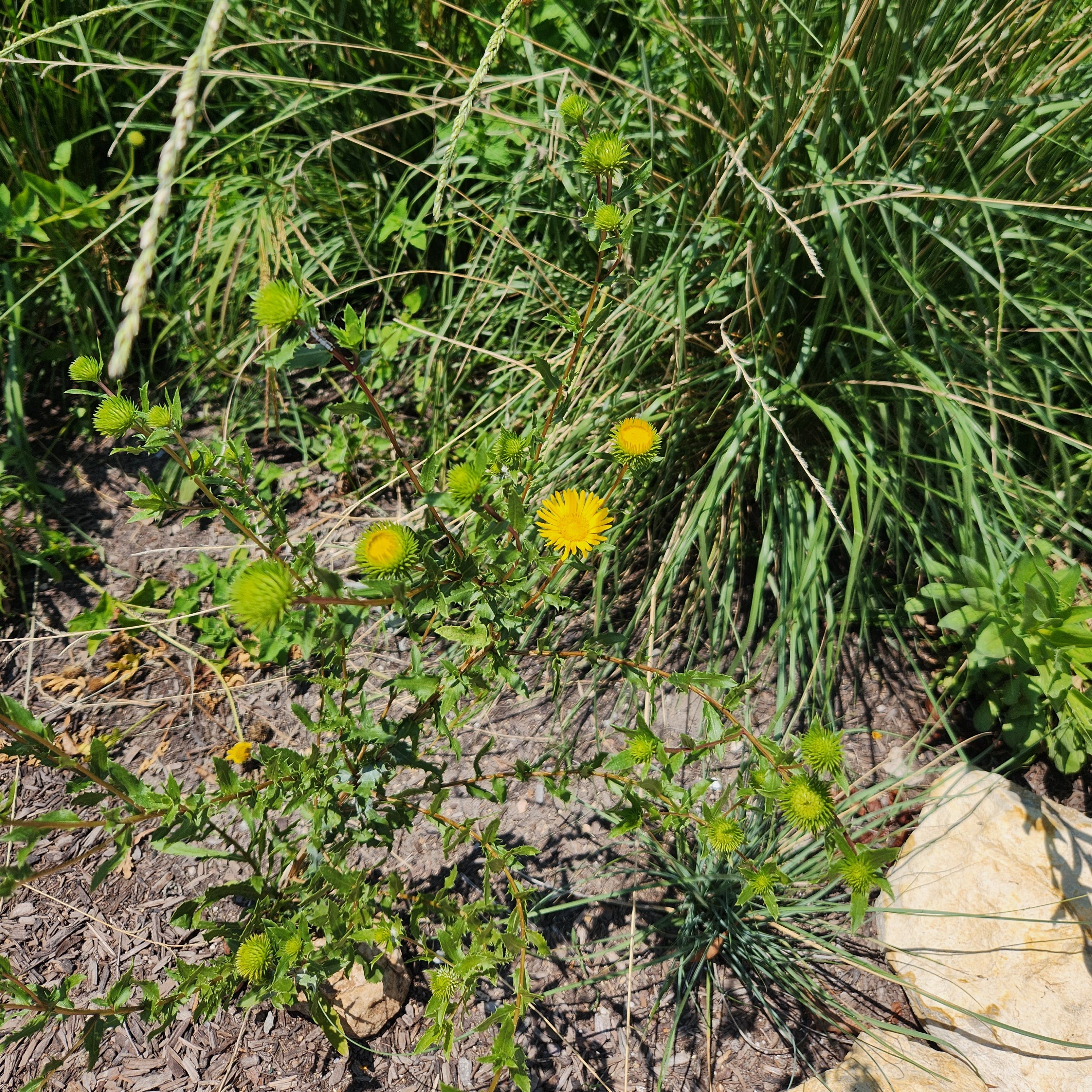 Grindelia squarrosa Curlycup Gumweed