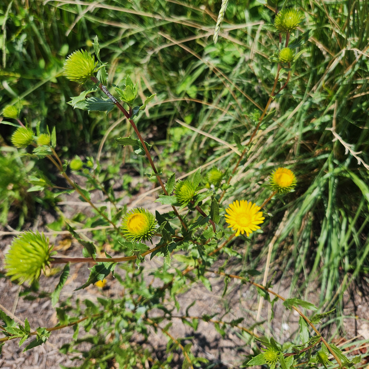 Grindelia squarrosa Curlycup Gumweed