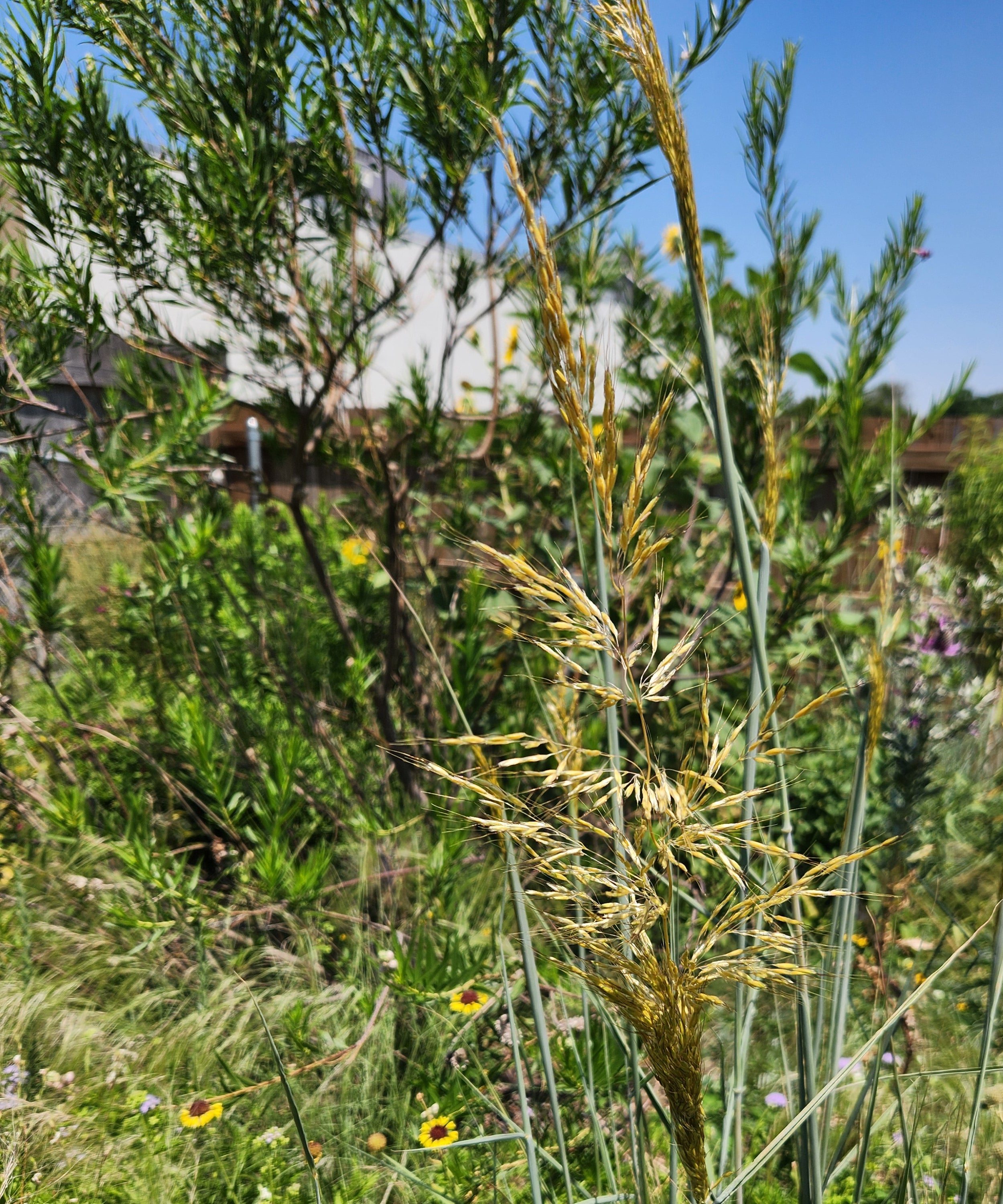 Sorghastrum nutans (Indiangrass)