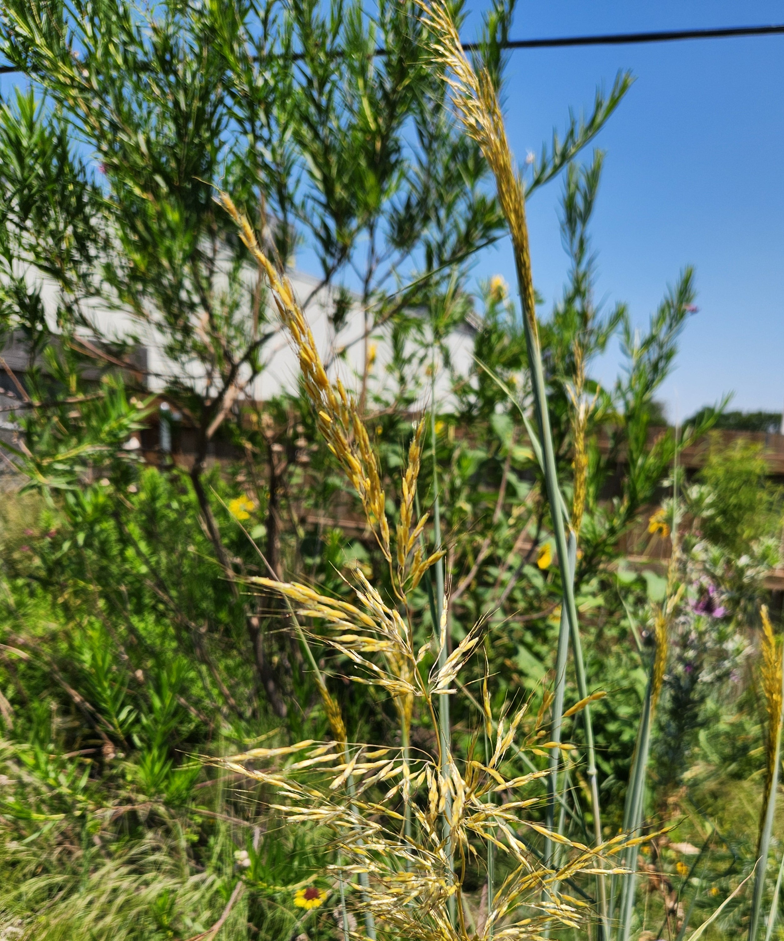 Sorghastrum nutans (Indiangrass)