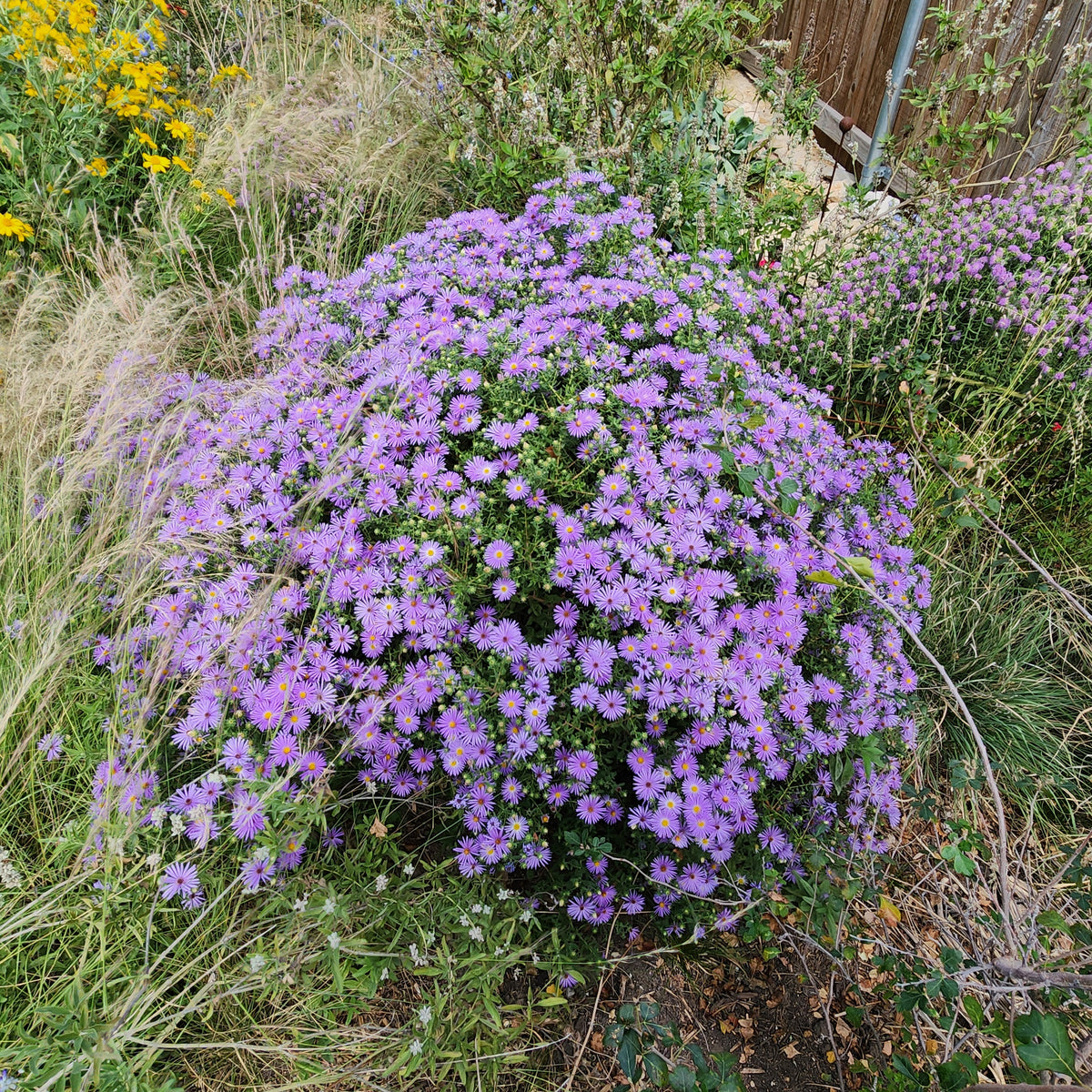 Symphyotrichum oblongifolium sp. (Fall Aster)