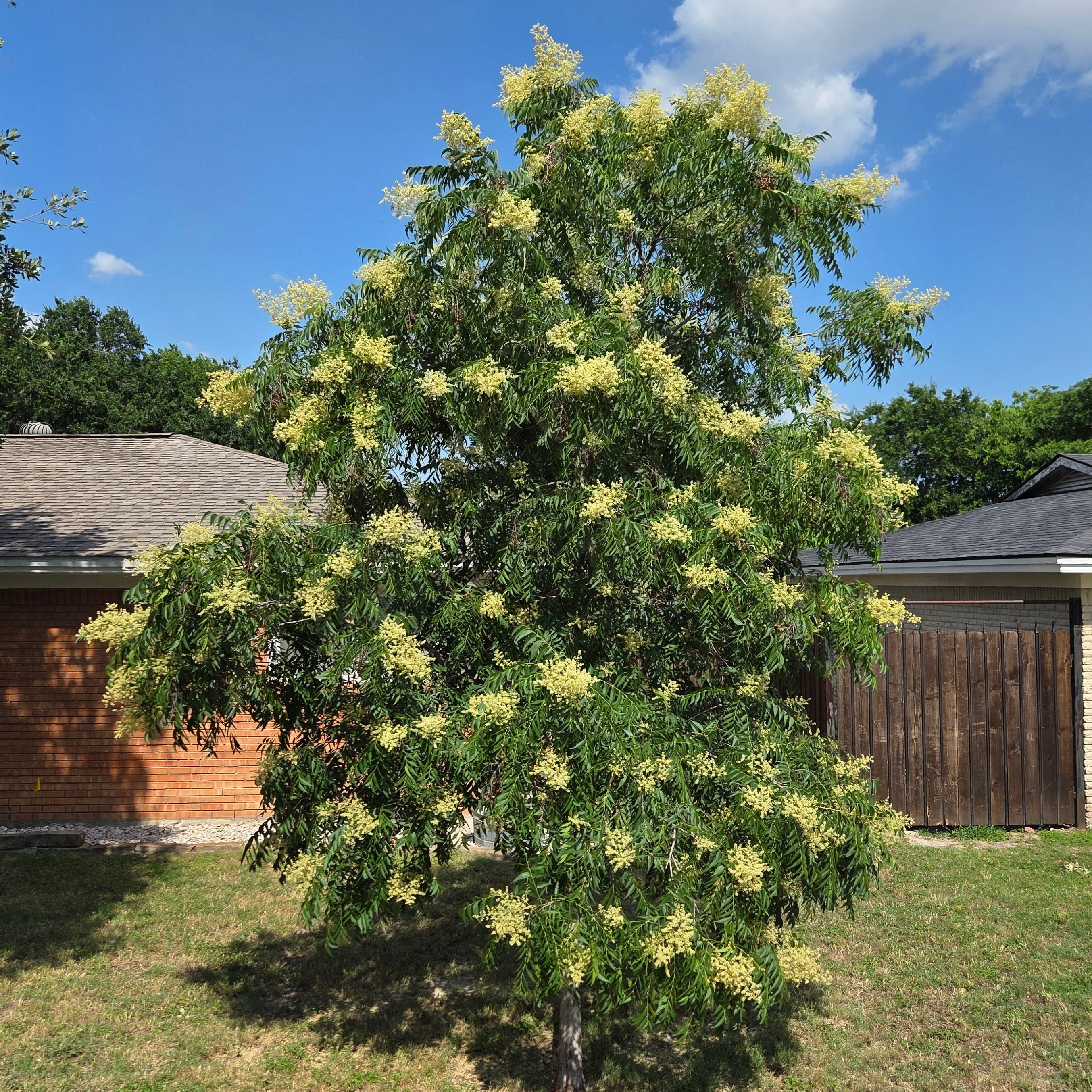 Sapindus saponaria var. drummondii (Western Soapberry)
