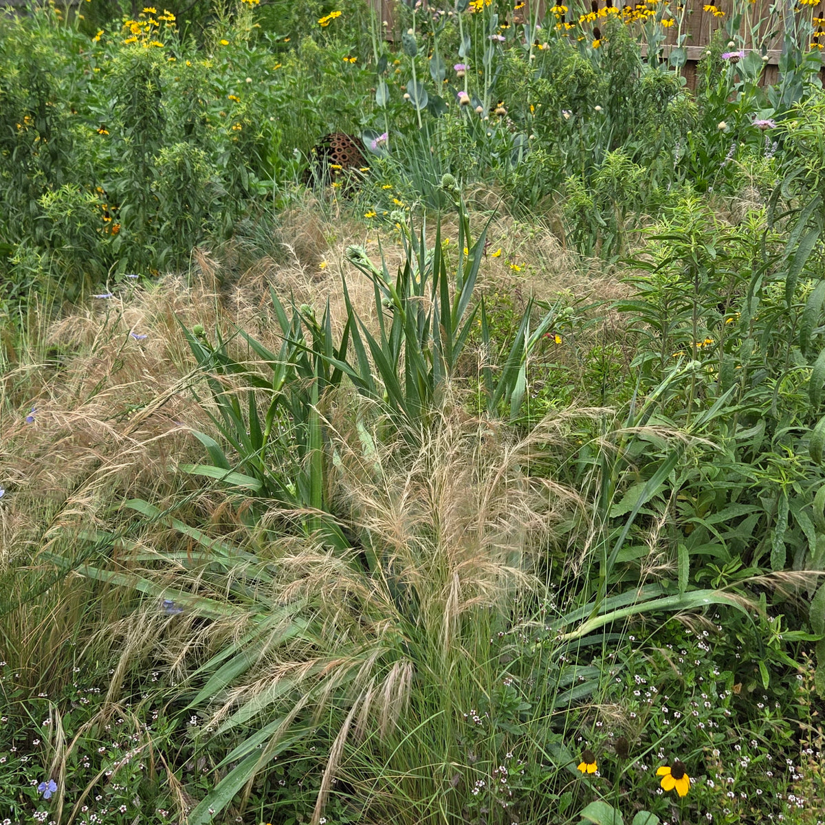 Eryngium yuccifolium (Rattlesnake Master)