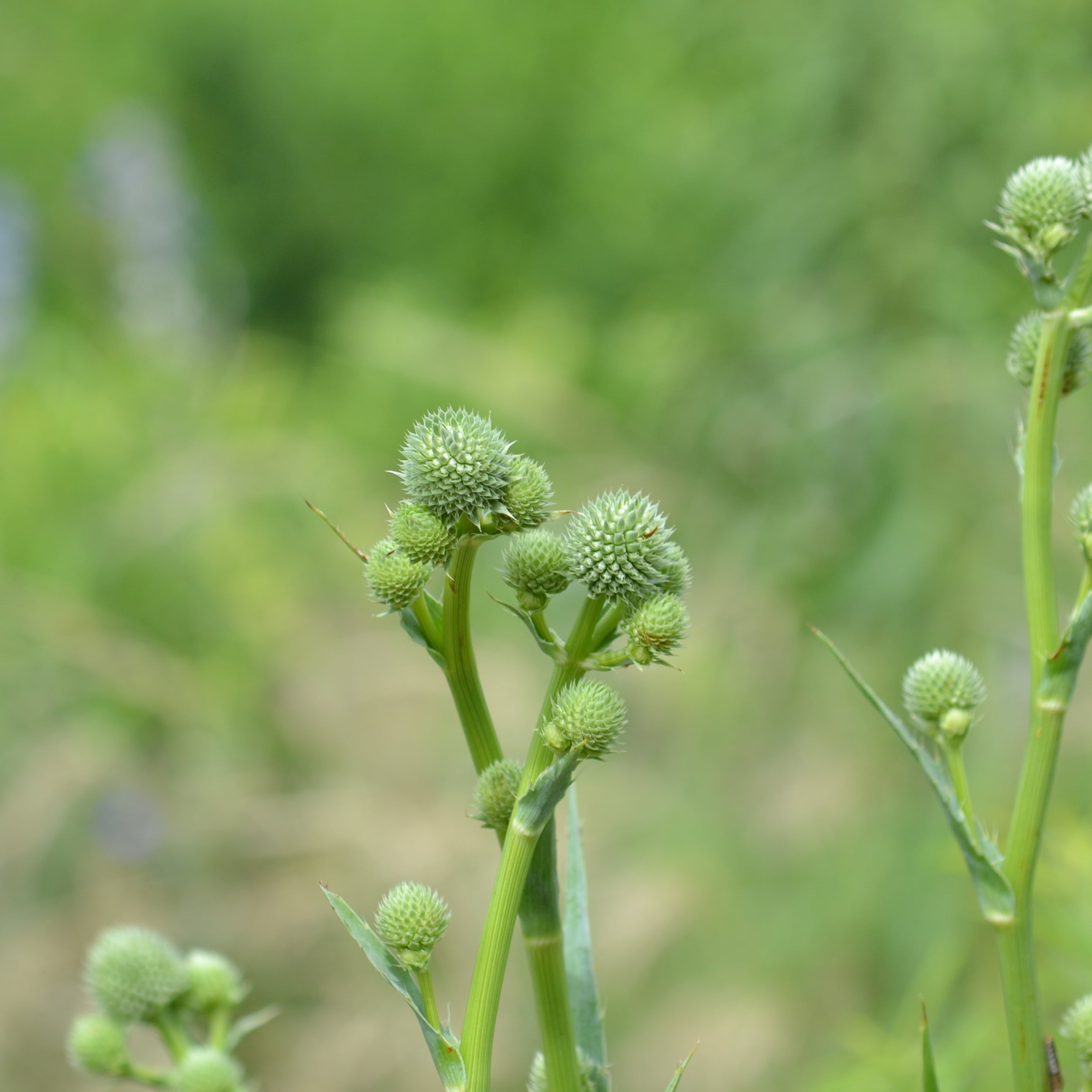 Eryngium yuccifolium (Rattlesnake Master)