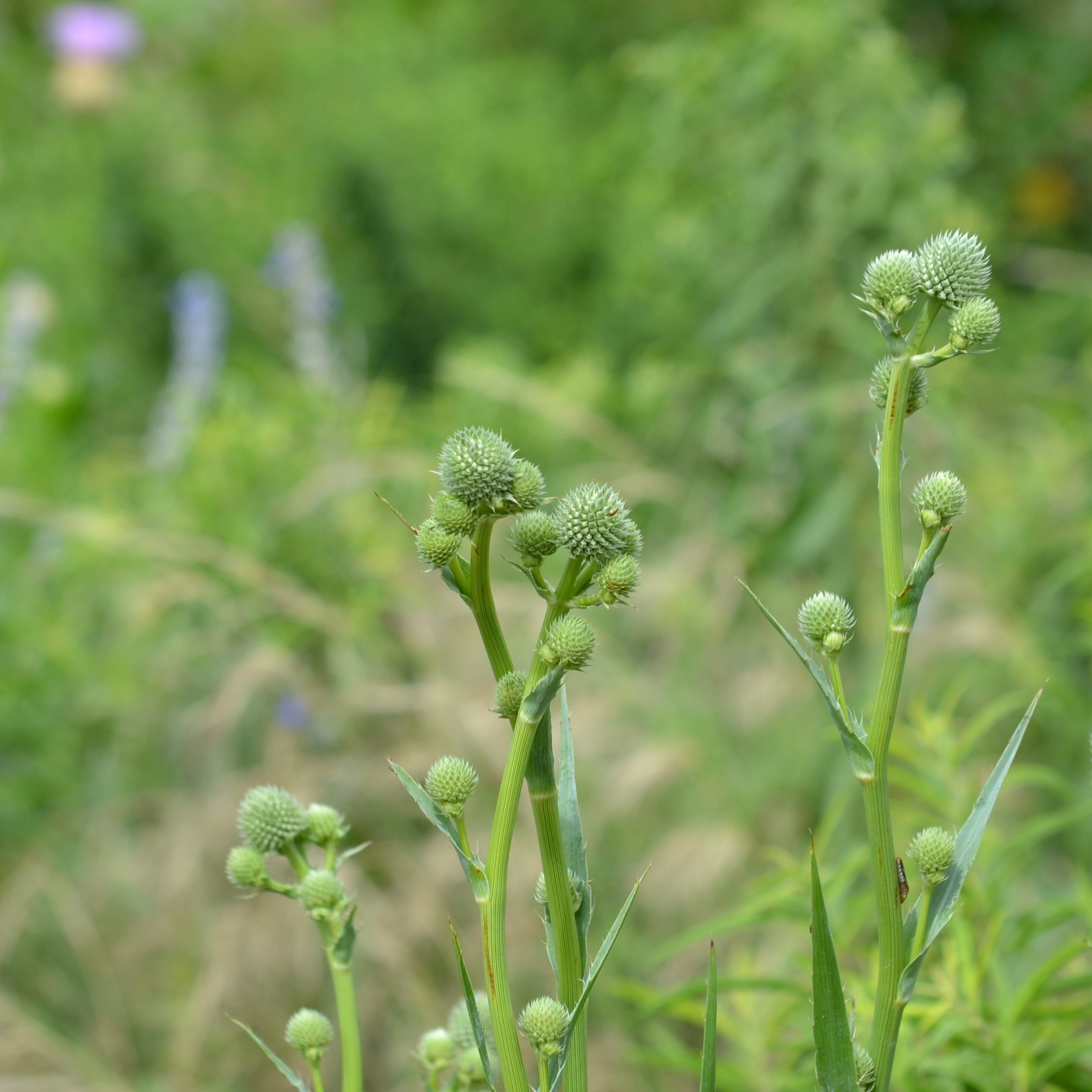 Eryngium yuccifolium (Rattlesnake Master)