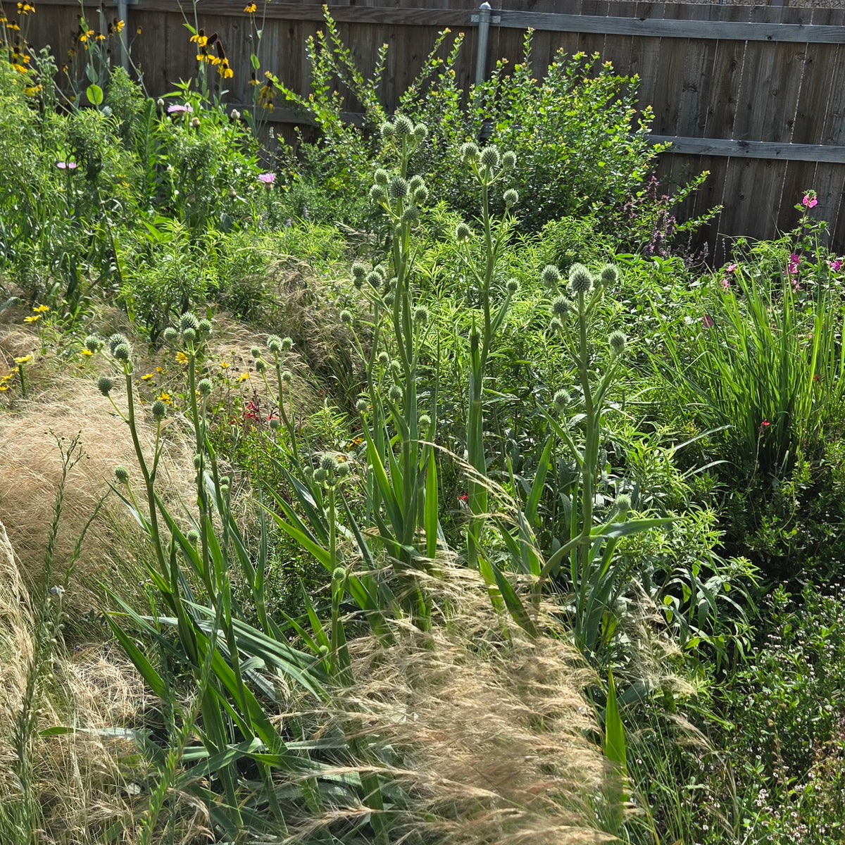 Eryngium yuccifolium (Rattlesnake Master)
