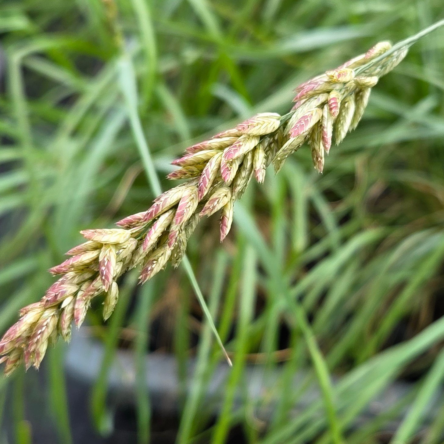 Tridens congestus (Pink Fluffgrass)