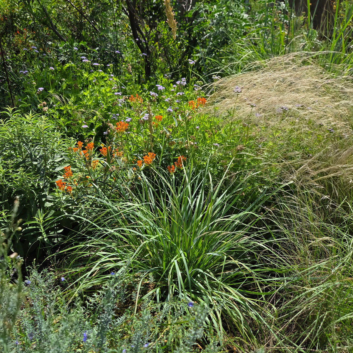 Tridens congestus (Pink Fluffgrass)