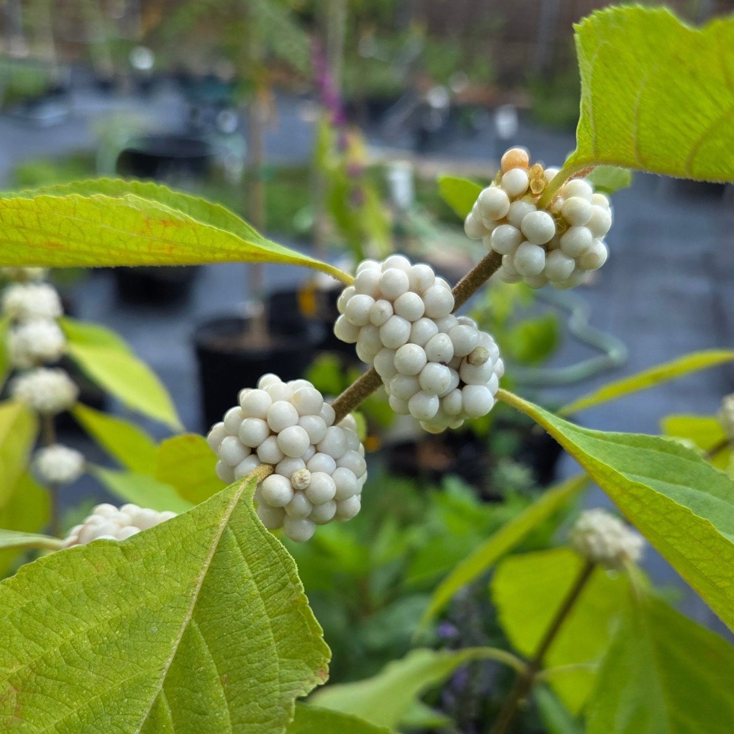 Callicarpa americana (American Beautyberry white)