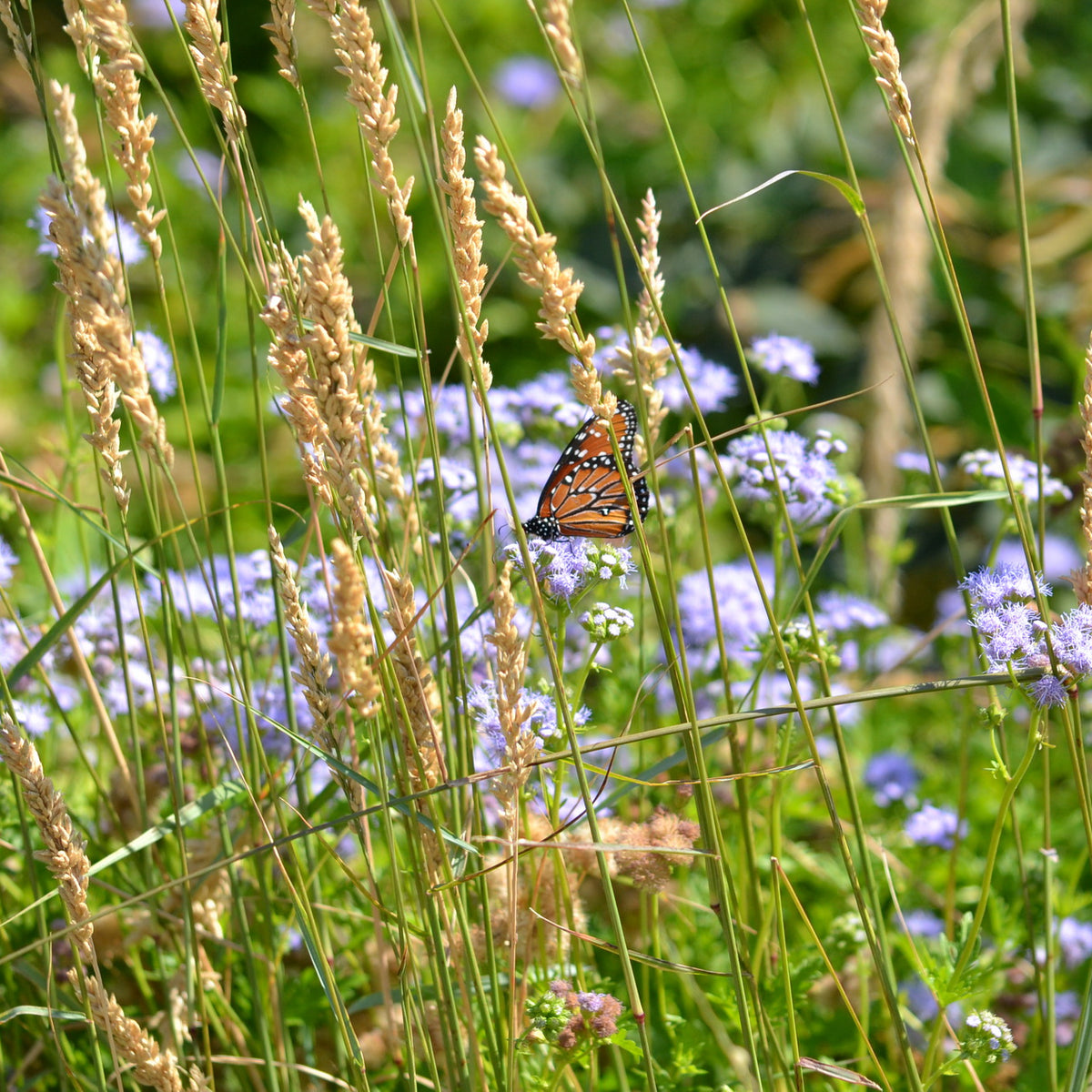 Tridens congestus (Pink Fluffgrass)