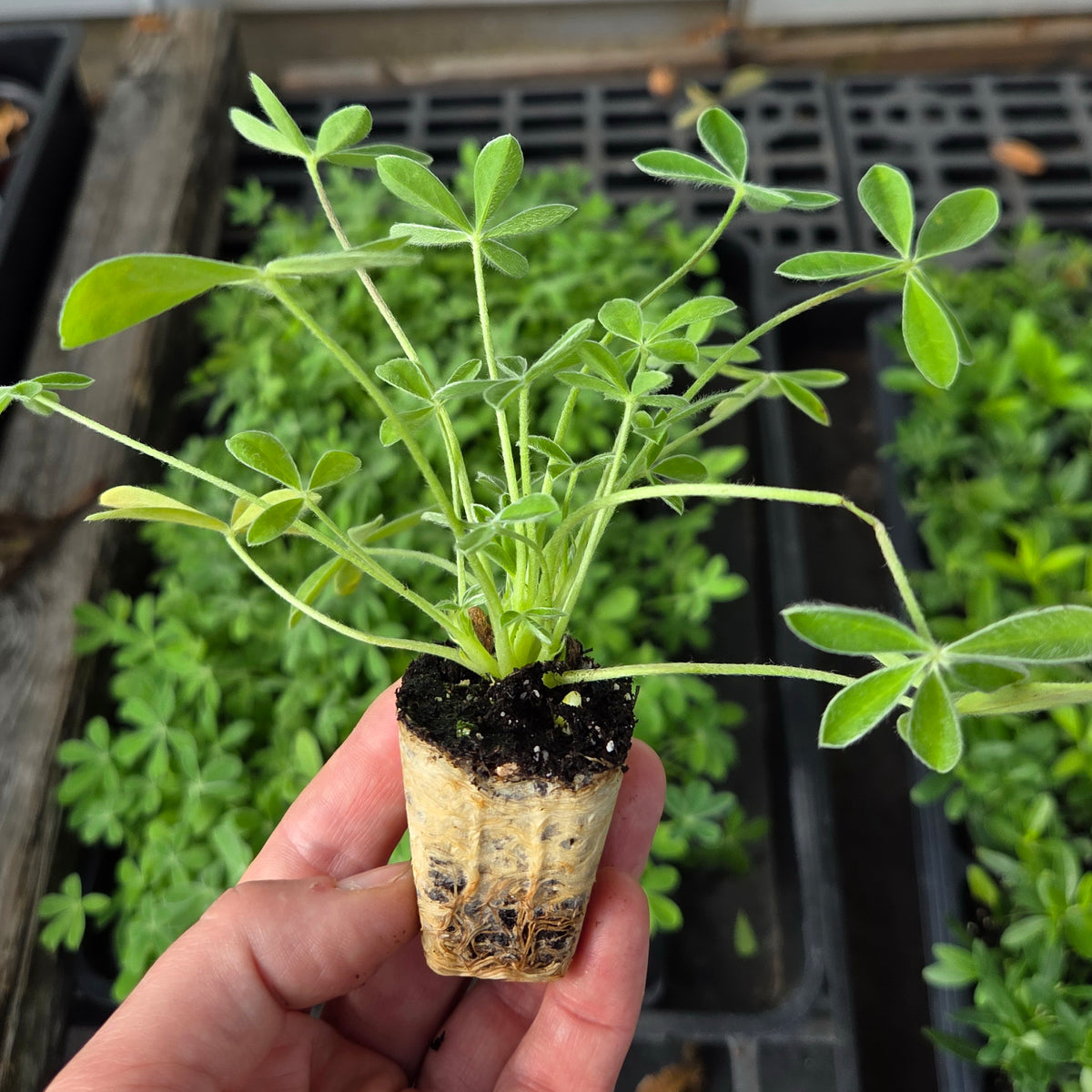 Lupinus texensis (Texas Bluebonnets)
