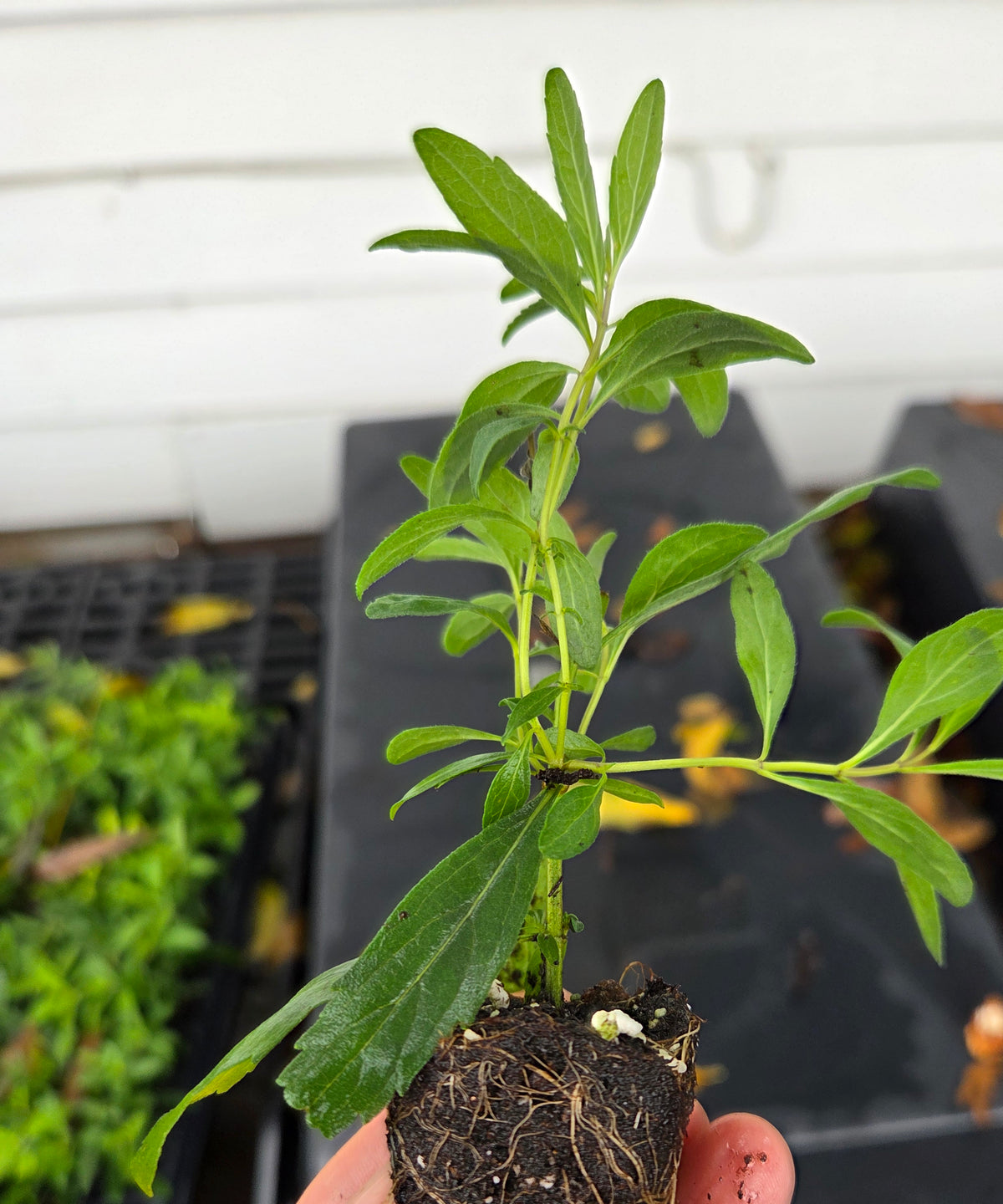 Salvia azurea (Azure Blue Sage)