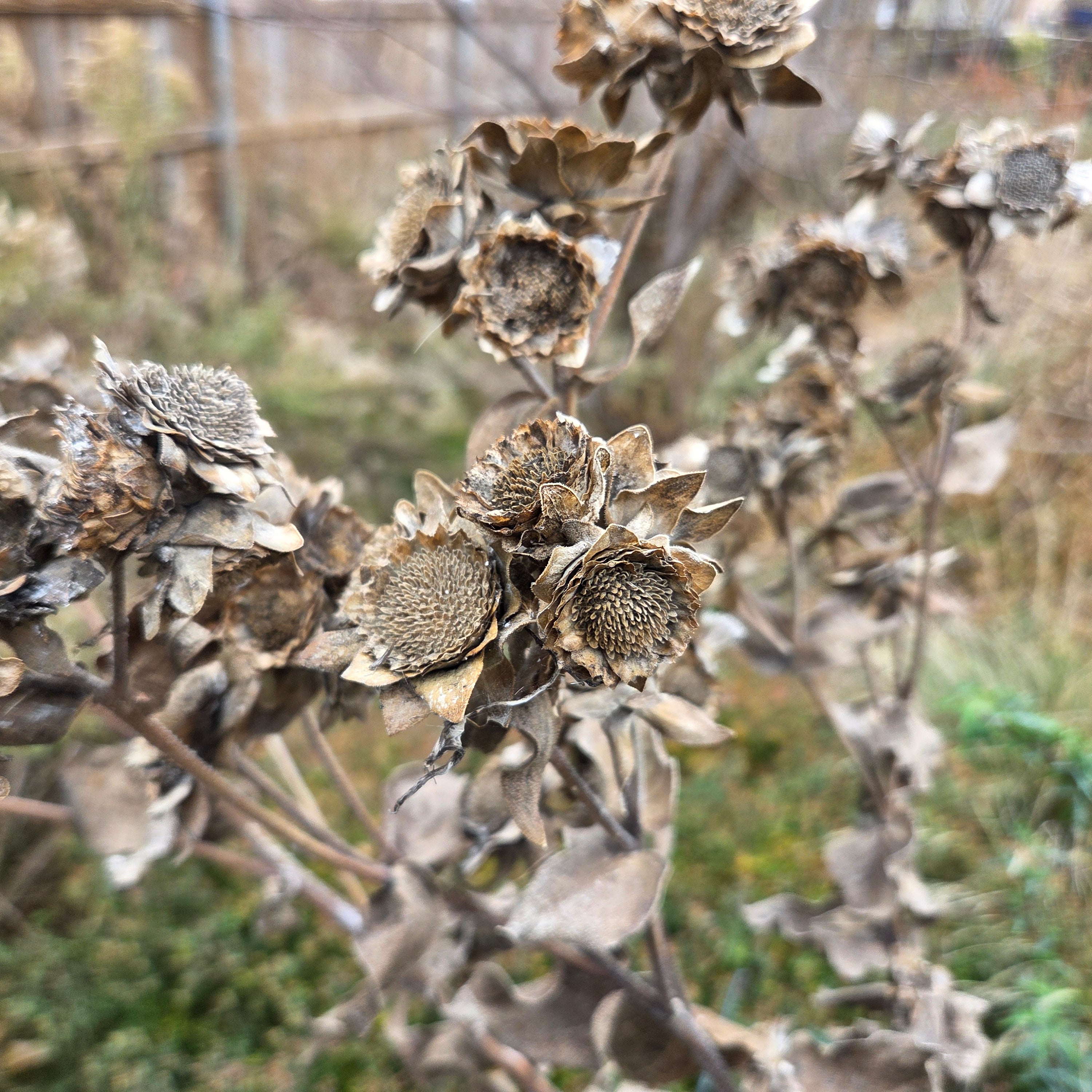 Silphium radula (Roughstem Rosinweed)