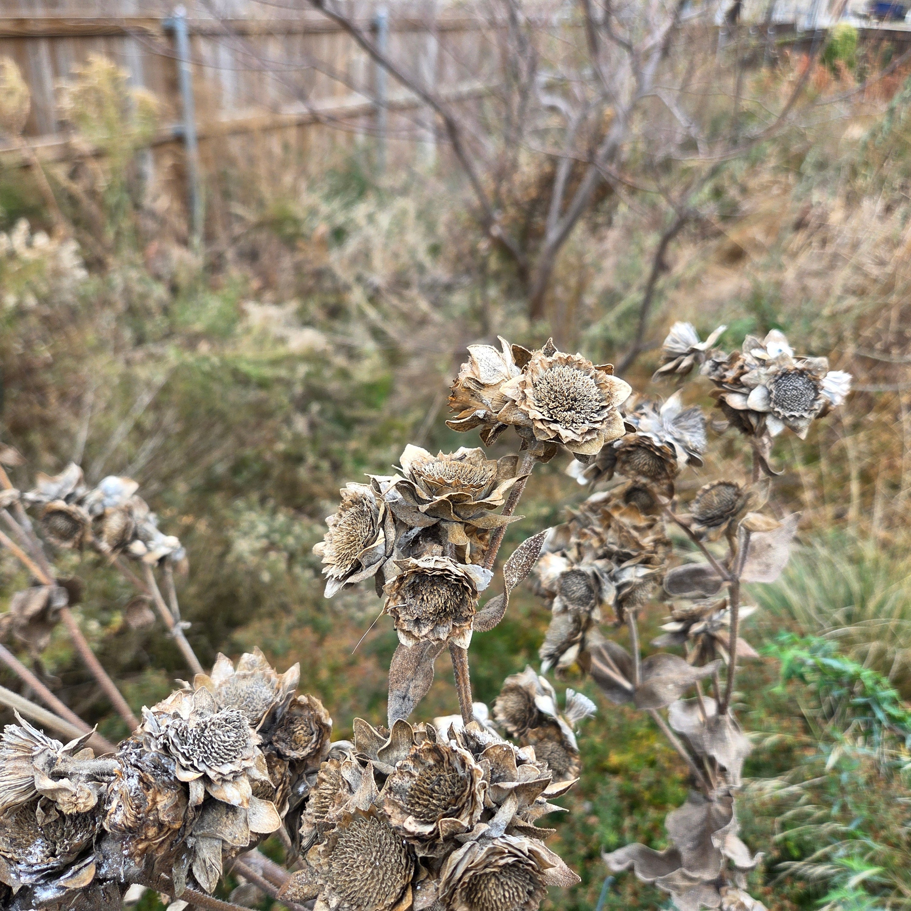 Silphium radula (Roughstem Rosinweed)