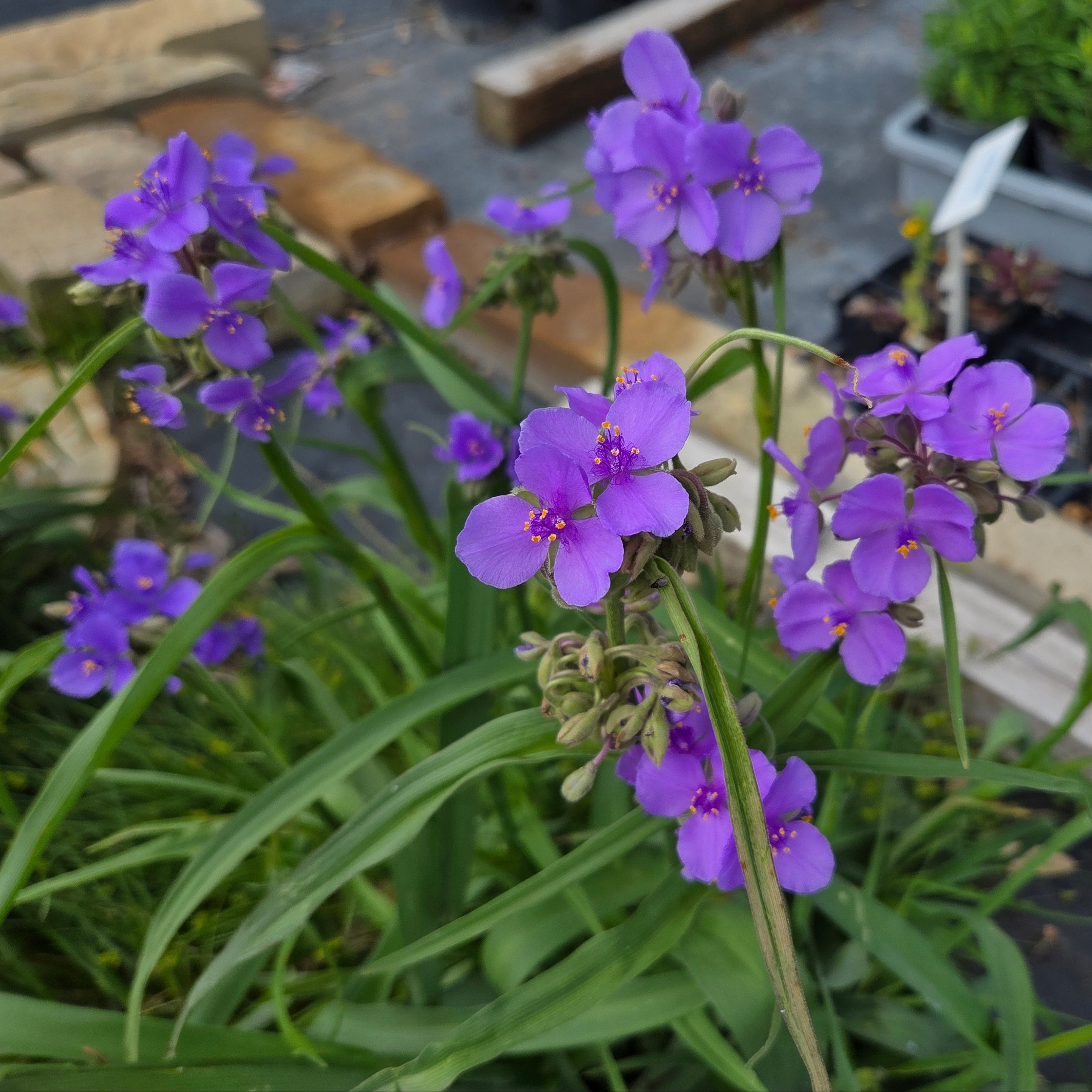 Tradescantia gigantea (Giant Spiderwort)