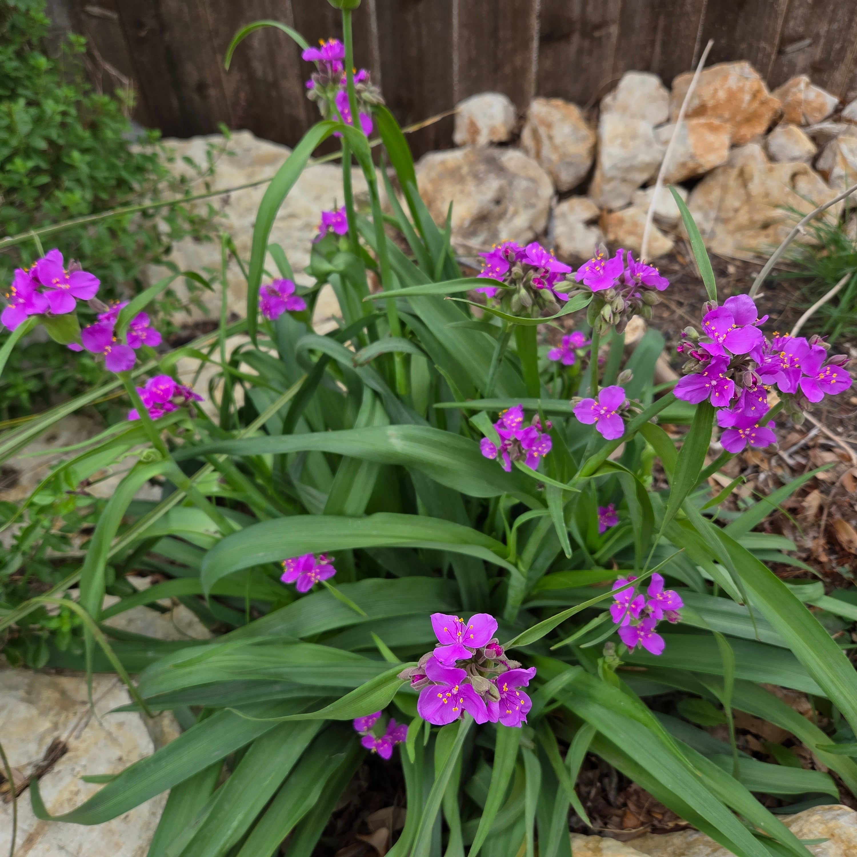 Tradescantia gigantea (Giant Spiderwort)
