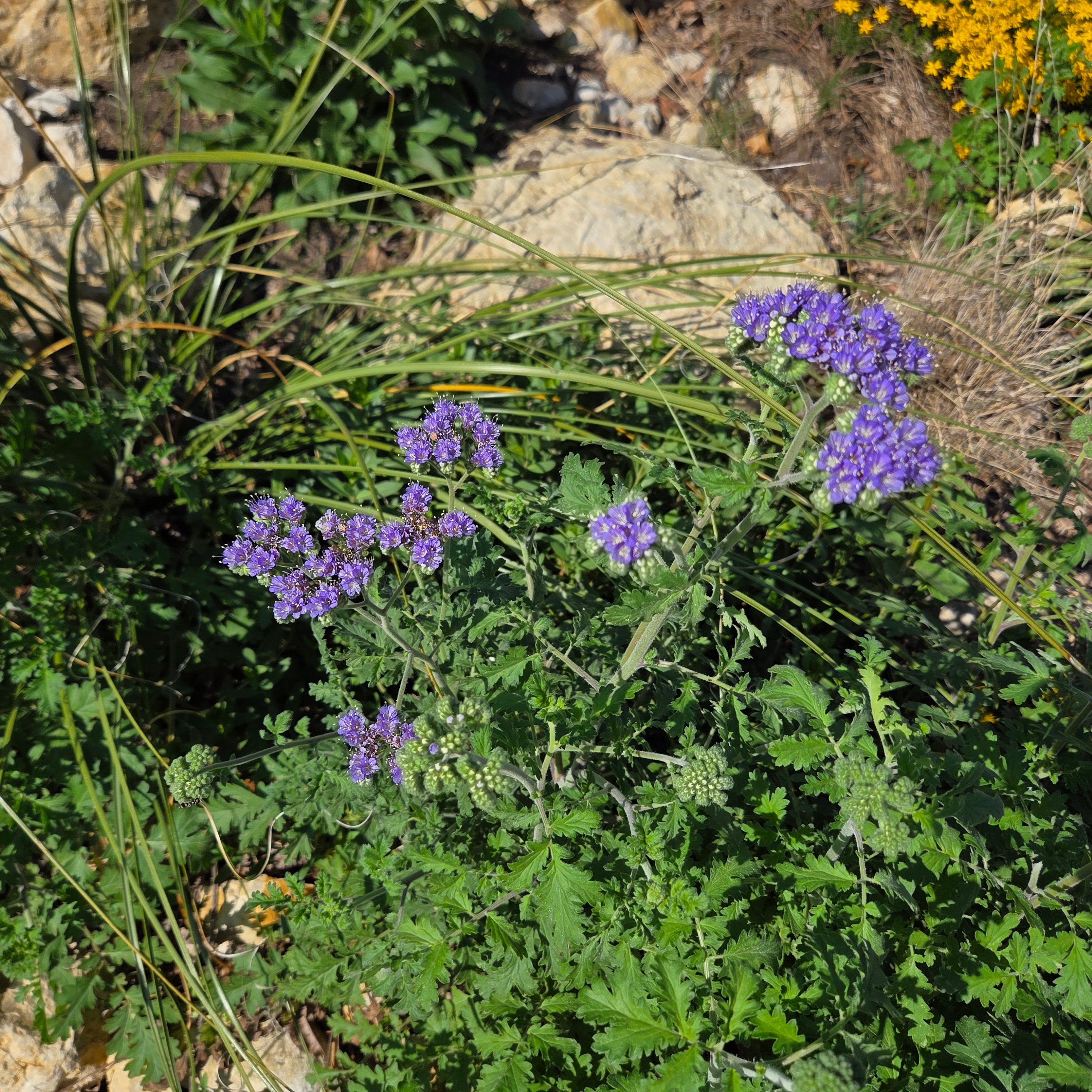Phacelia congesta (Blue Curls)