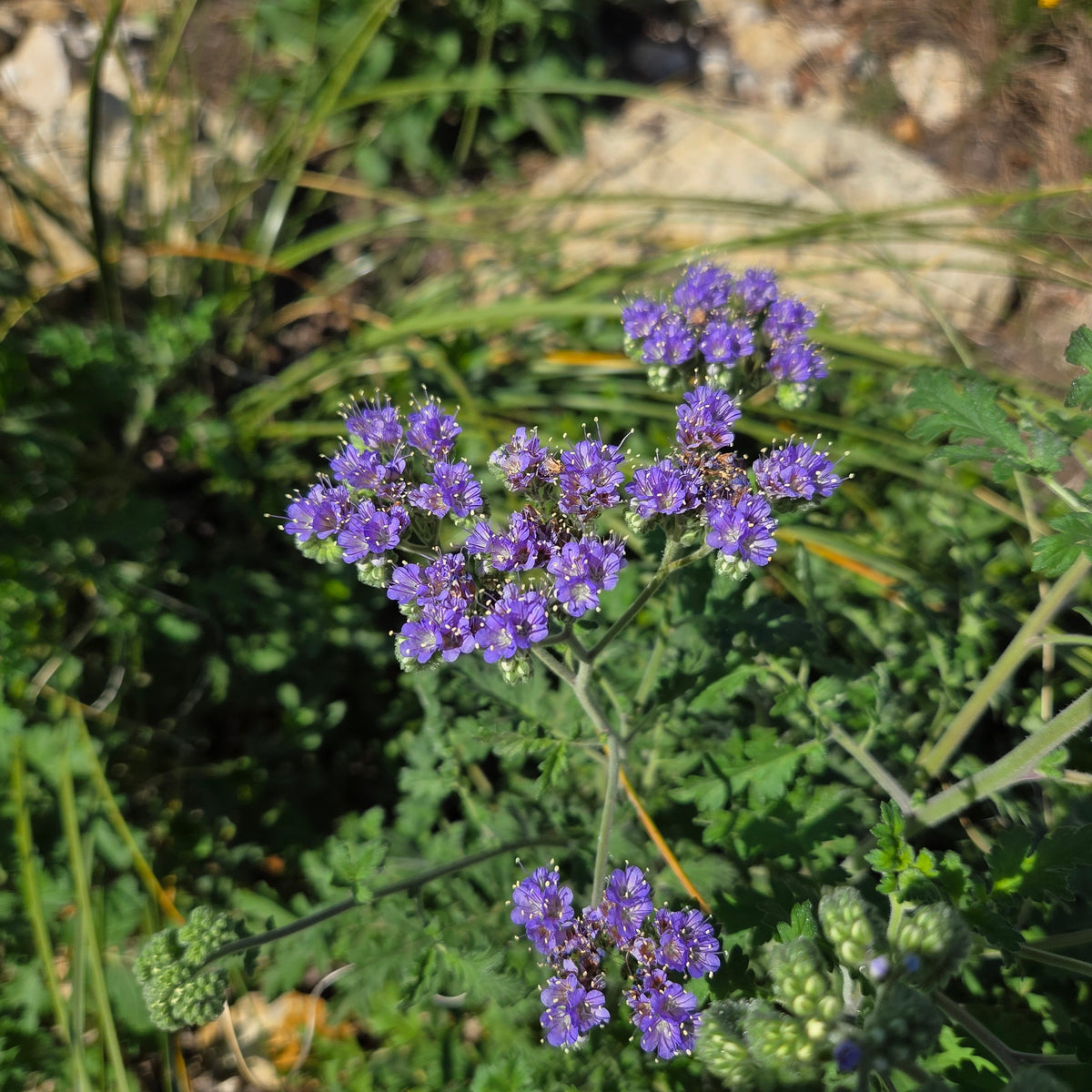 Phacelia congesta (Blue Curls)